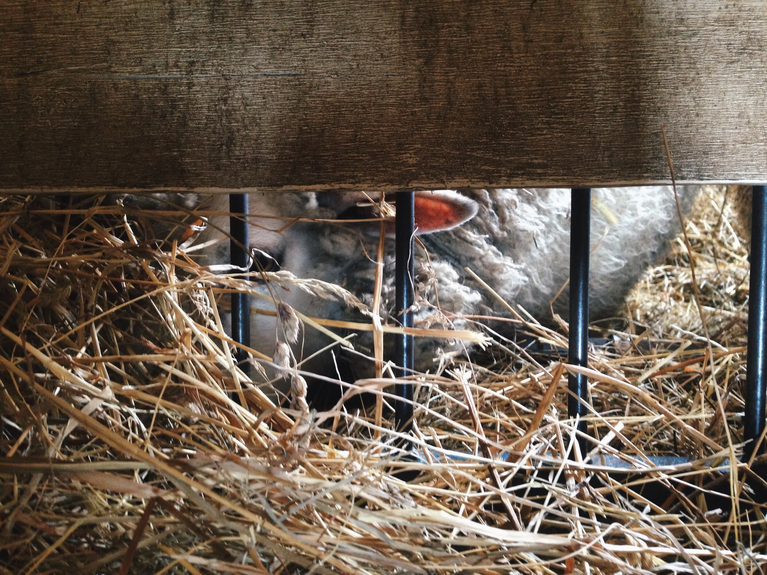 Courtesy Listing:  Grazing Invasive Plants Workshop &amp; Tour