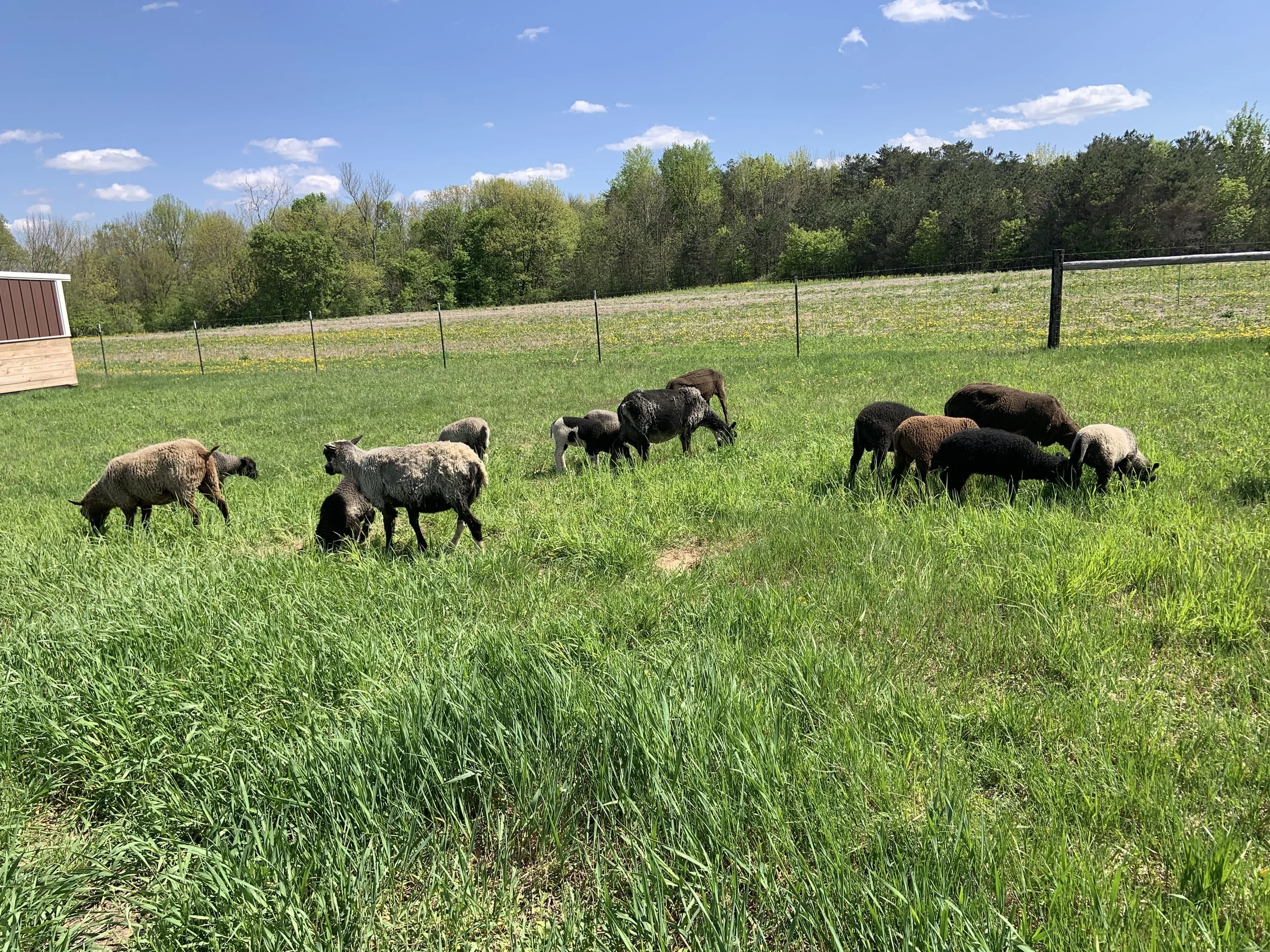 Farm and Fiber Tour!
