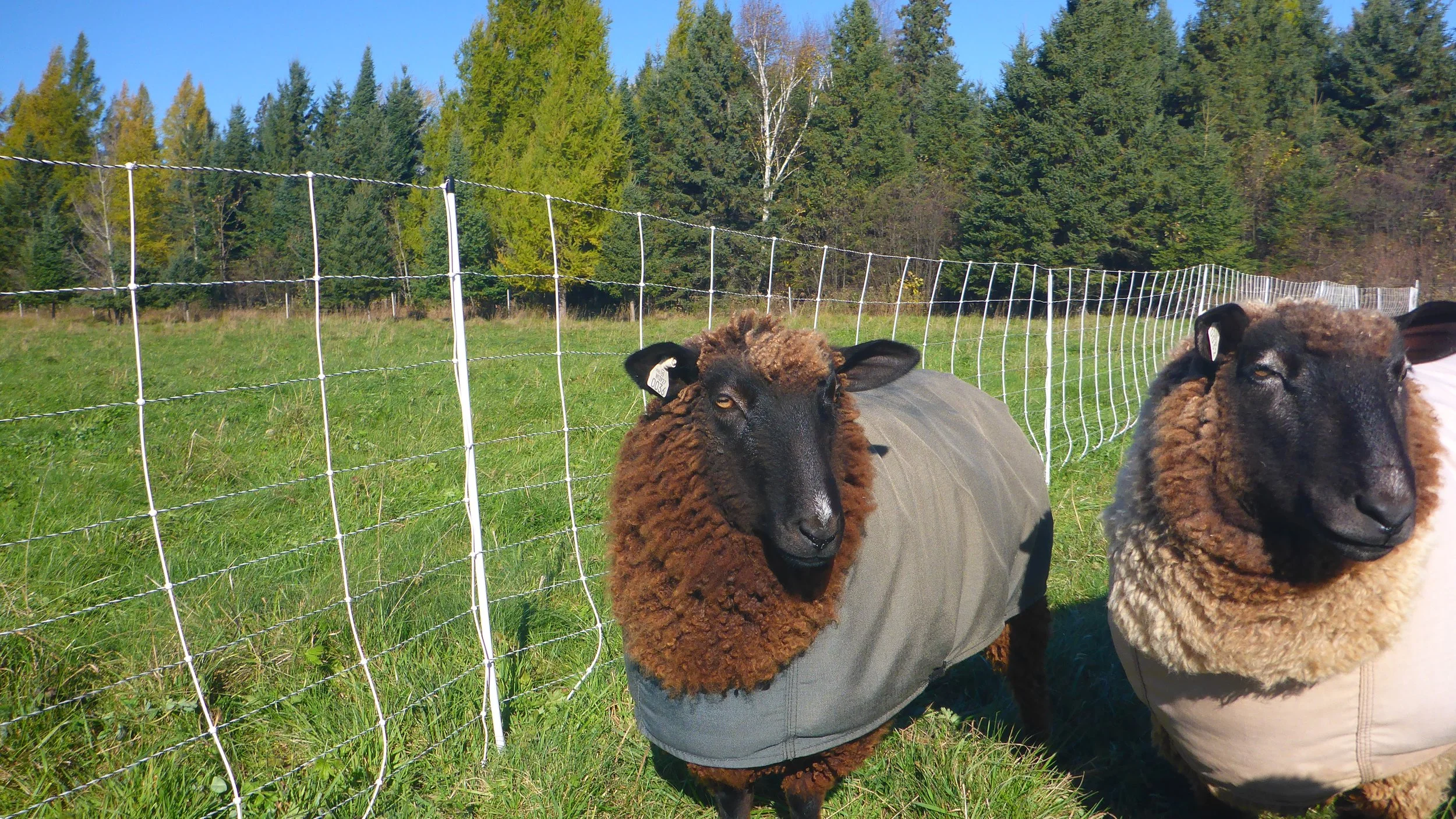 Fiber Fun @ the Farm