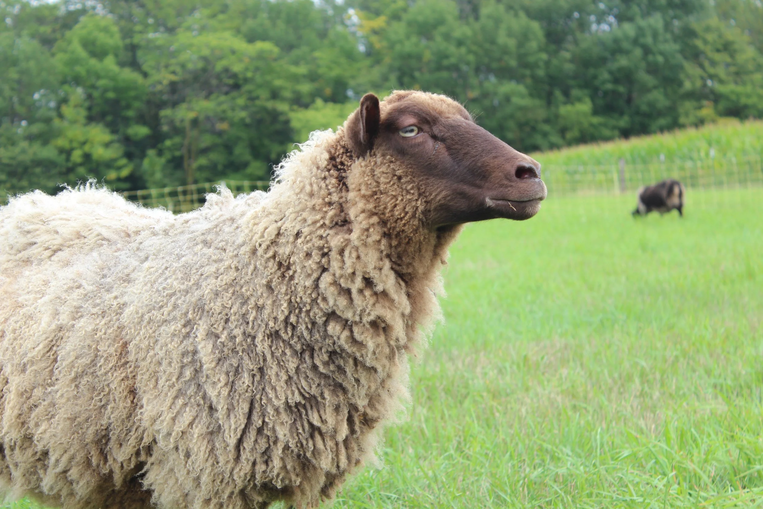 Shepherd's Harvest Sheep &amp; Wool Festival