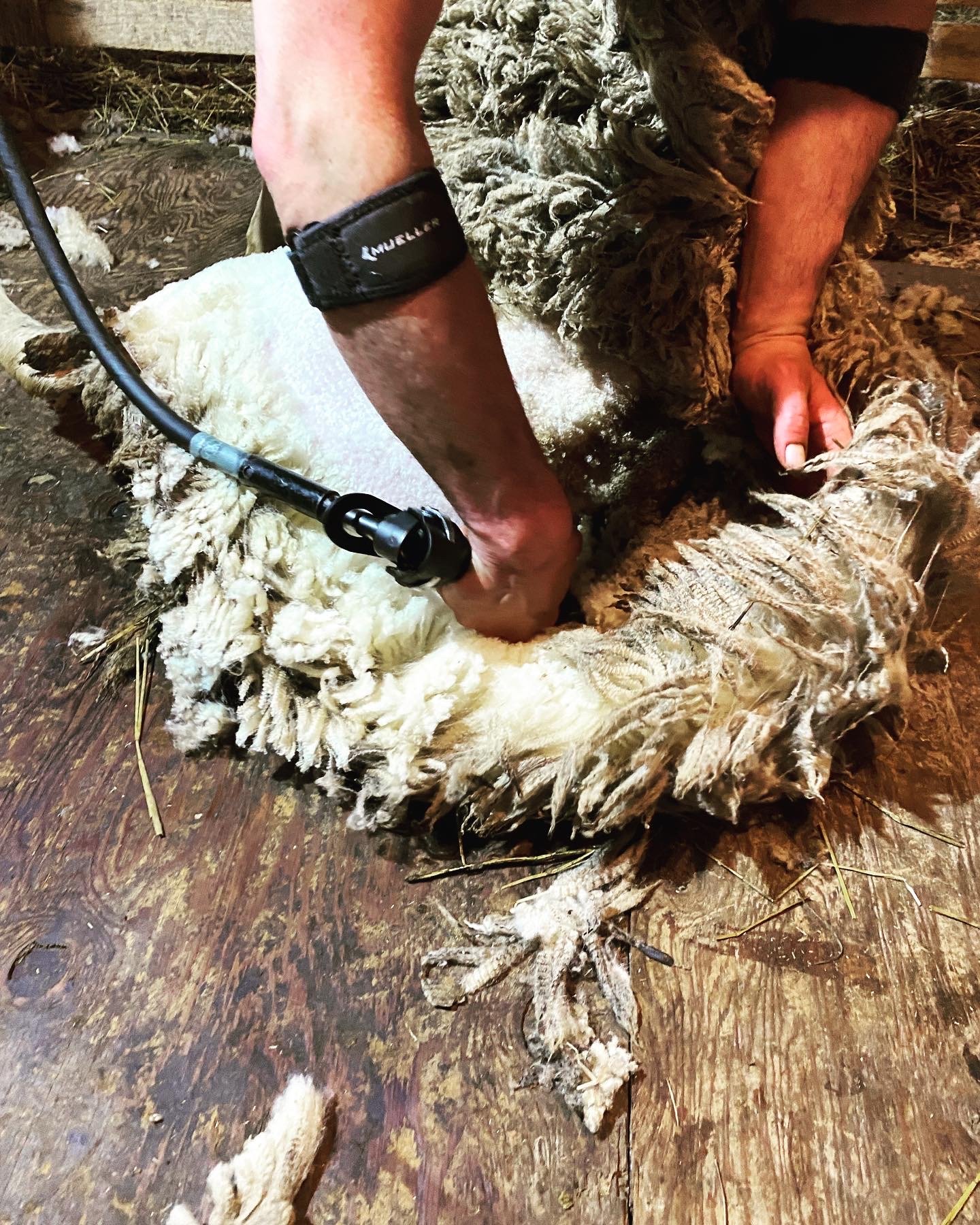 Middle Eastern Sheep Shearing