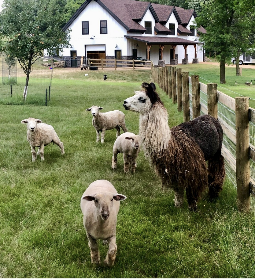 “From sheep to sweater:  Where does wool come from?”