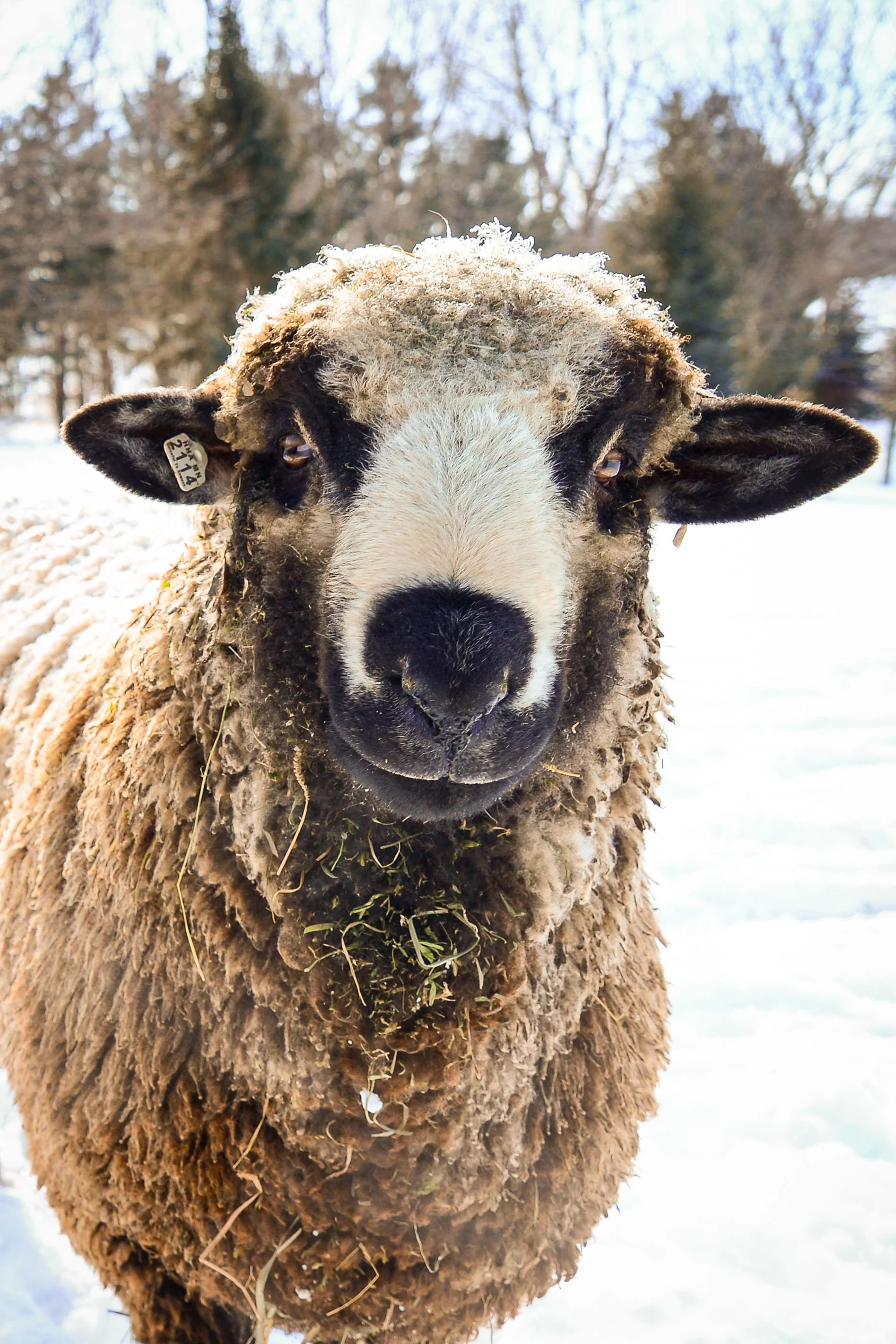 Minnesota Lamb &amp; Wool Producers Spring Workshop