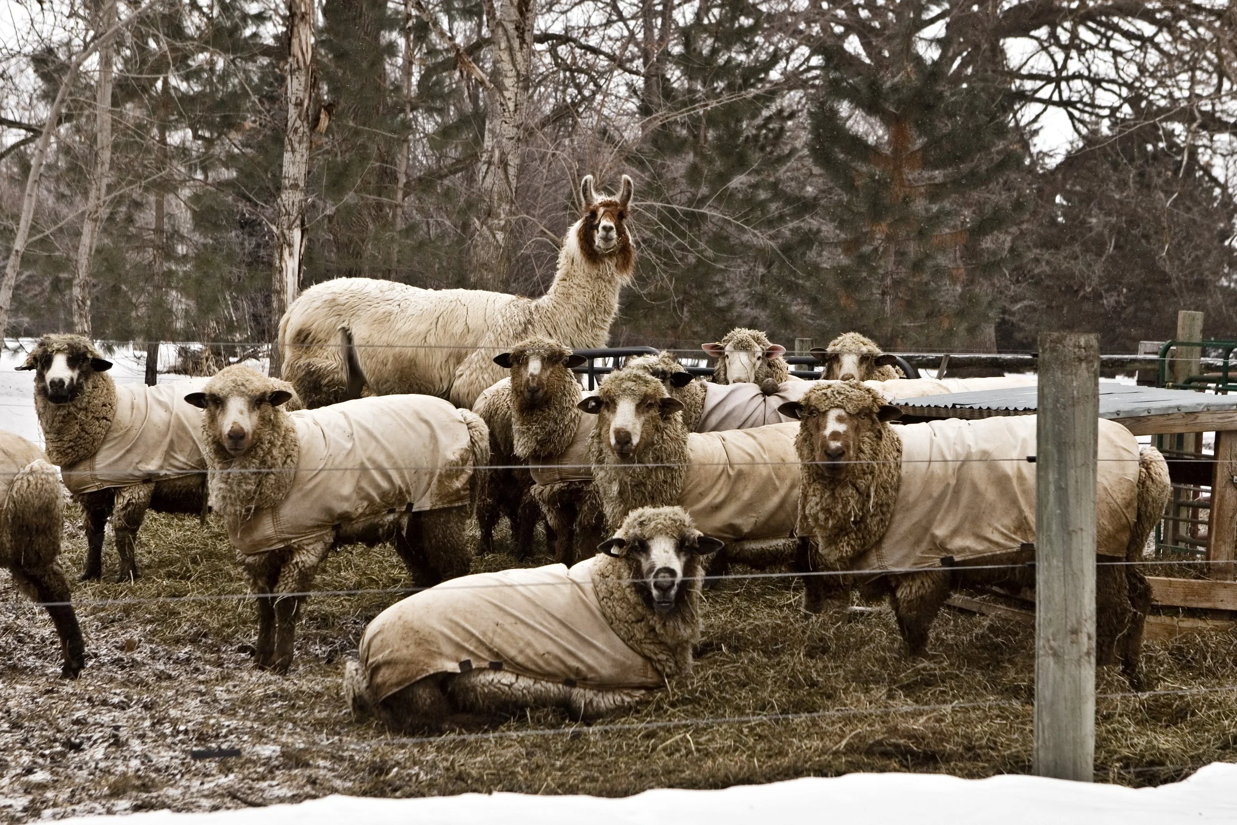 Shearing Day - Local Fiber Beginnings