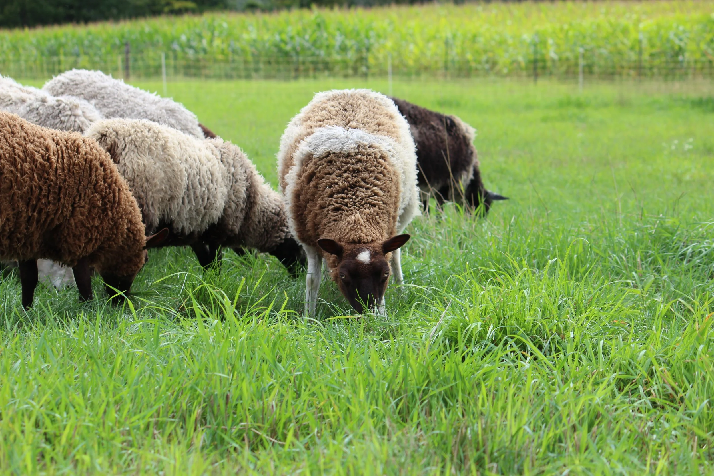 Wisconsin Sheep &amp; Wool Festival