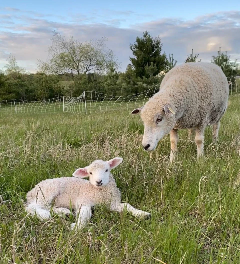 Steward Spotlight: Priory Farms