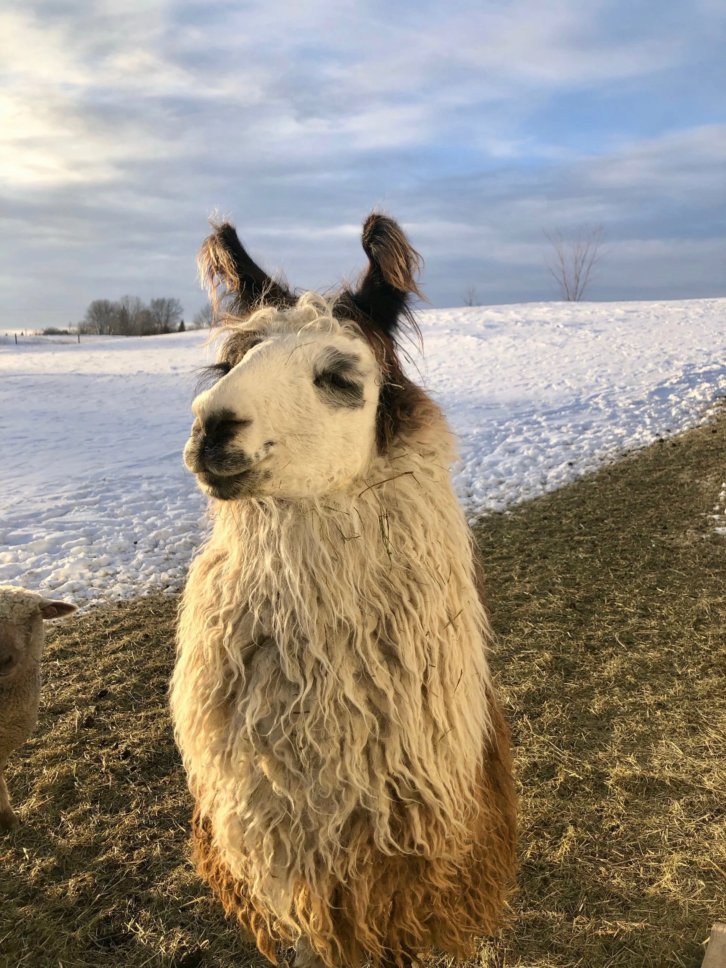 Steward Spotlight: Nash Lake Fiber Farm