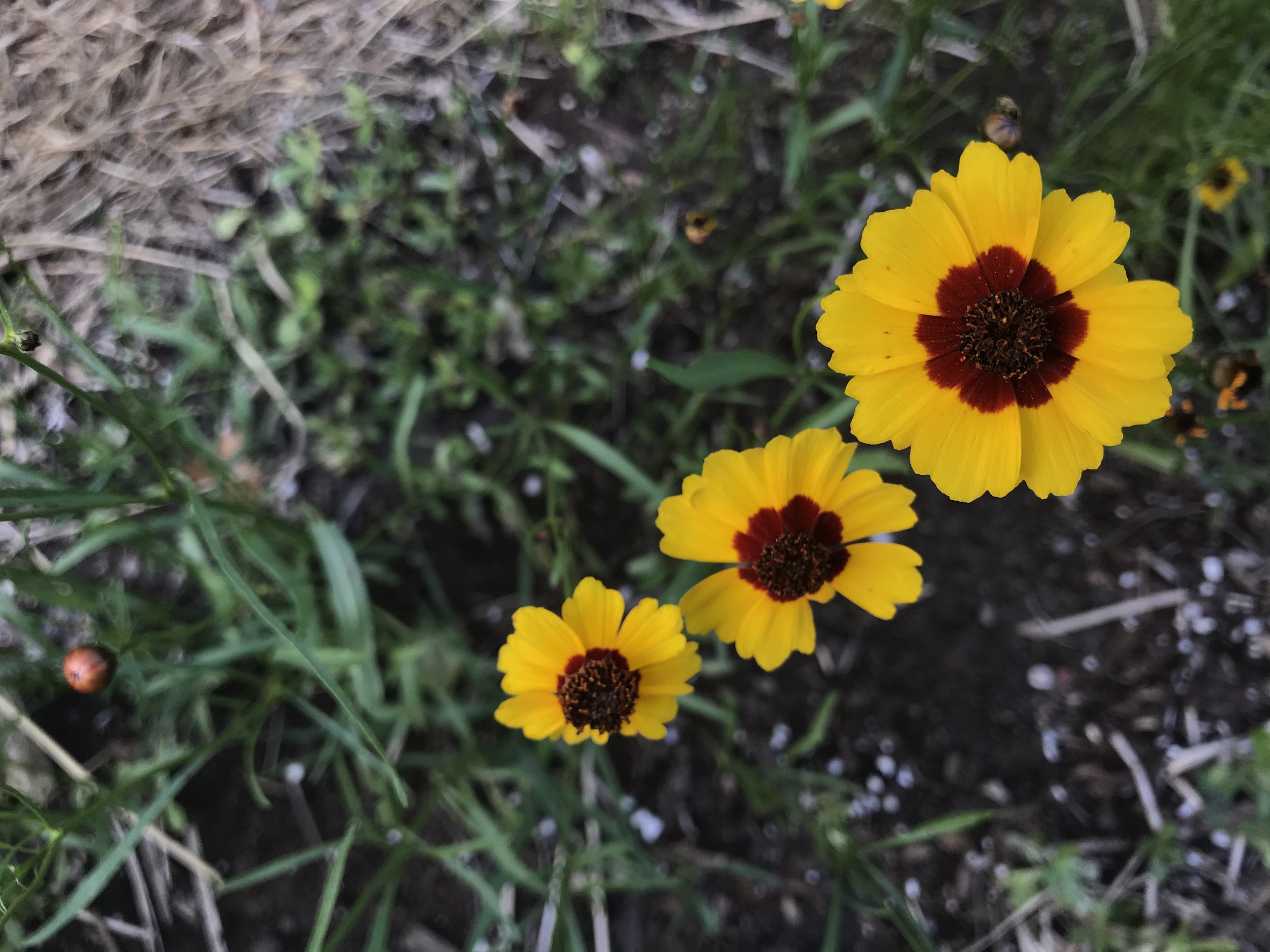 Dye garden Upick &amp; Mill Tours 