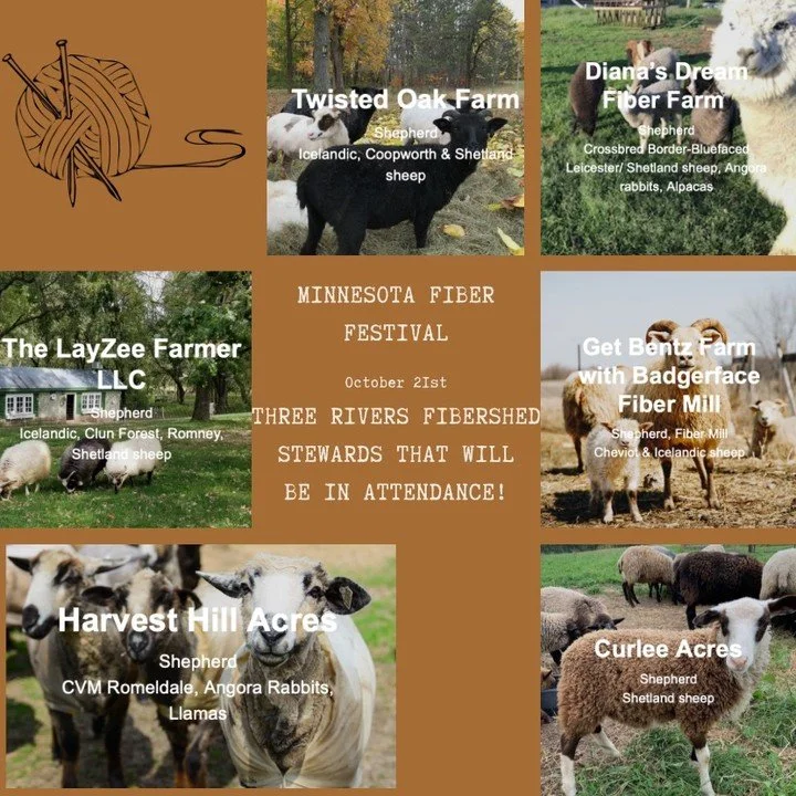 Many of our stewards will be in attendance @minnesotafiberfestival this Saturday! It will be the perfect time to connect, stock up on winter knitting goods and perhaps pick out that perfect fleece or yarn for your #sheeptoshawl or next project. Hope 