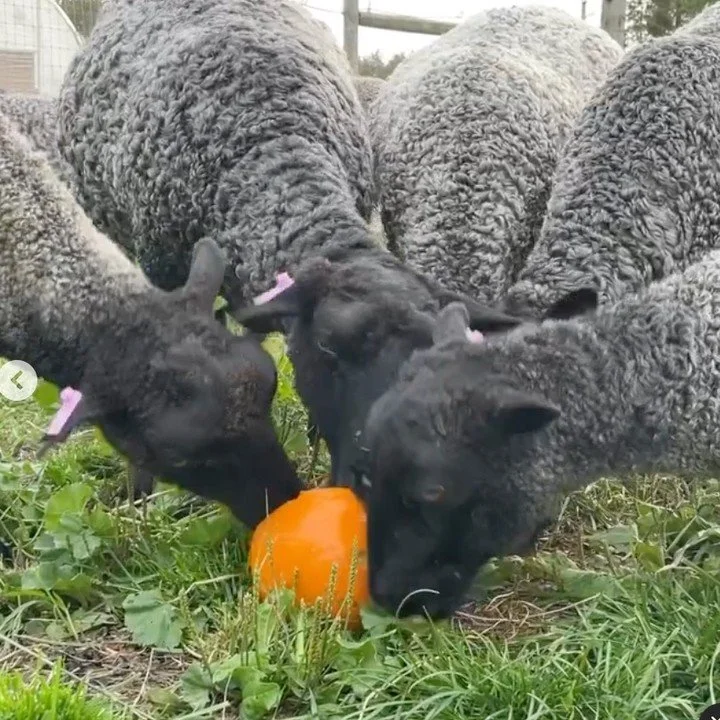 It's starting to look like fall on many of our stewards farms! Check out those beautiful Gotland's @namekagonvalley Kelly also has beautiful yarn available that she had processed @badgerface_fiber for any #sheeptoshawl project you may have in mind. B