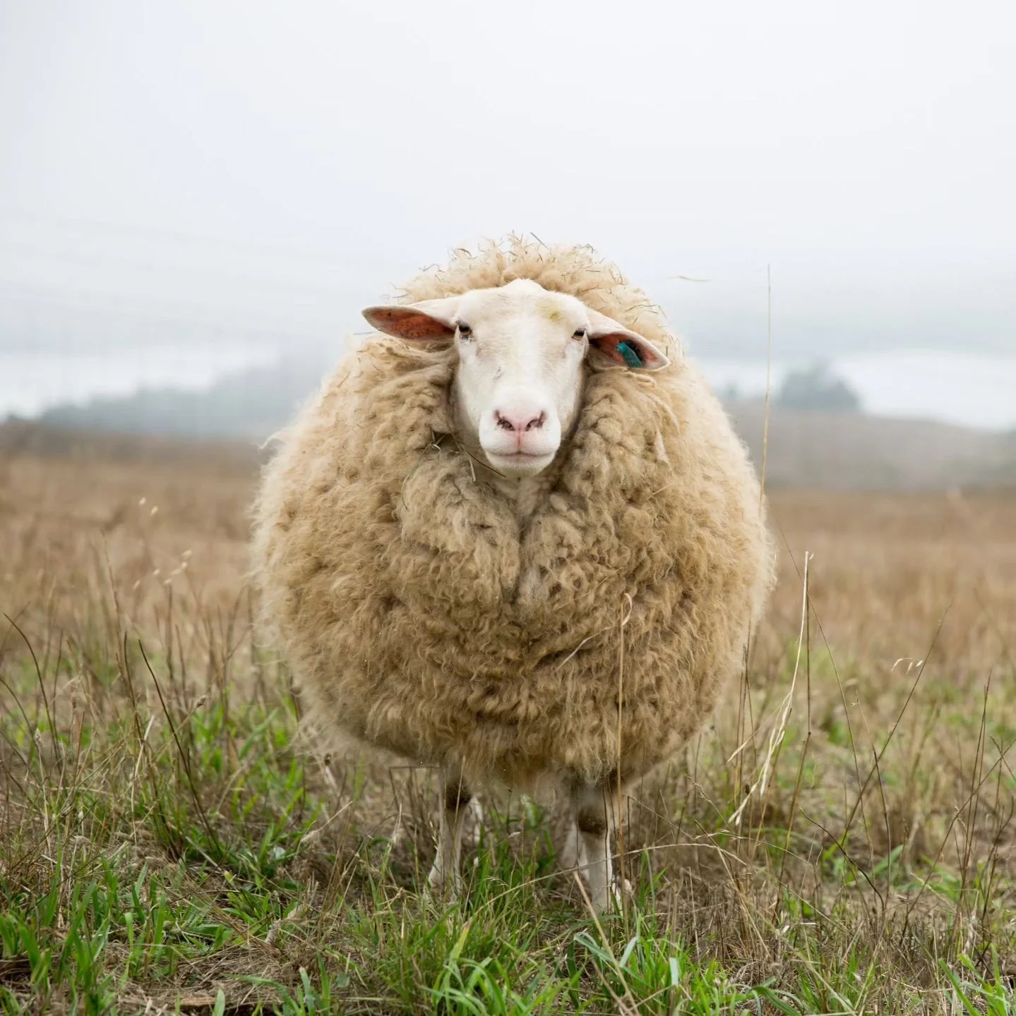 Join us in building decentralized fiber systems that honor both land and workers.

Your support&nbsp;this Give to the Max Day helps us continue to make participation in Three Rivers Fibershed programs&nbsp;as equitable and inclusive as possible.&nbsp