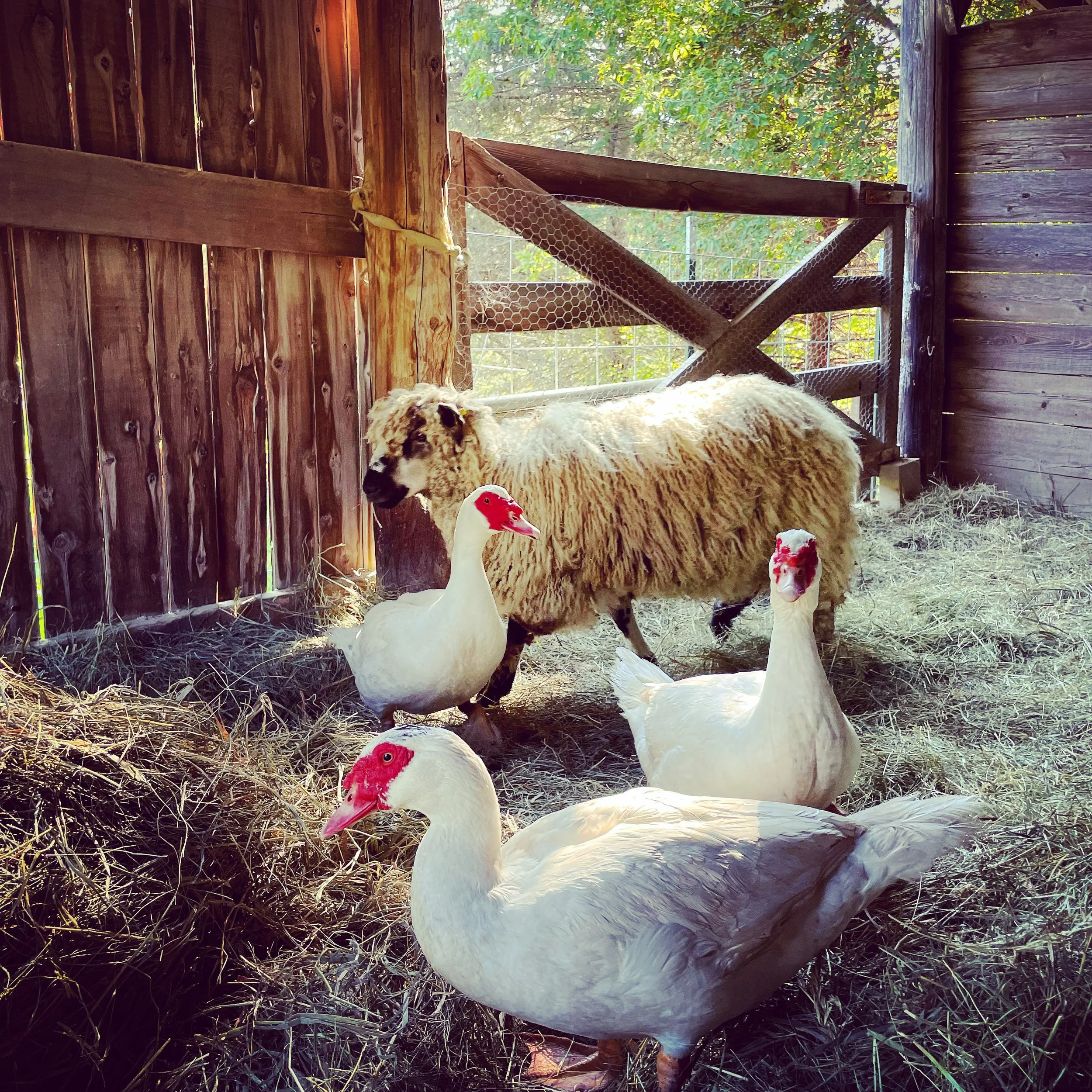 Steward Spotlight: Orchard Acres Textiles