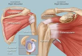 shouldermuscle.jpeg