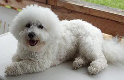candy-3rd-litter-250.jpg