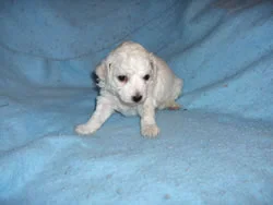 kb-Bichon Photos 044_jpg.jpg