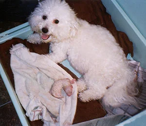 puppies05-01.jpg