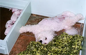 puppies07-01.jpg