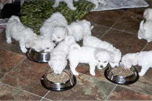 pups02-Jan04.jpg