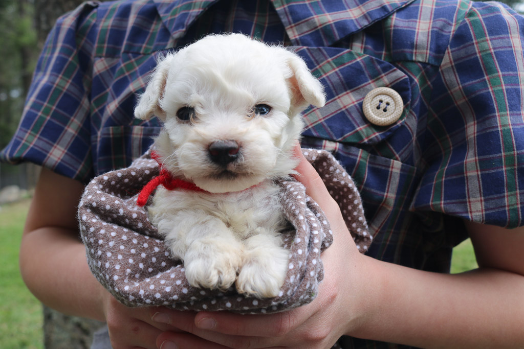 Available Puppies — Koocanusa Bichons