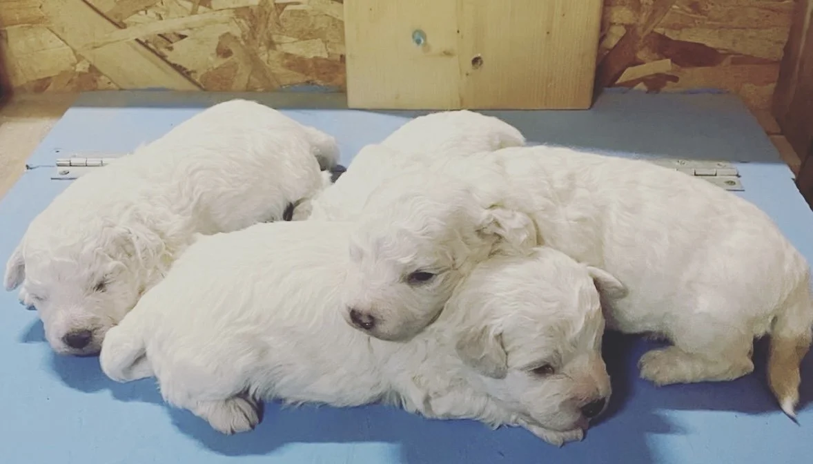 Available Puppies — Koocanusa Bichons