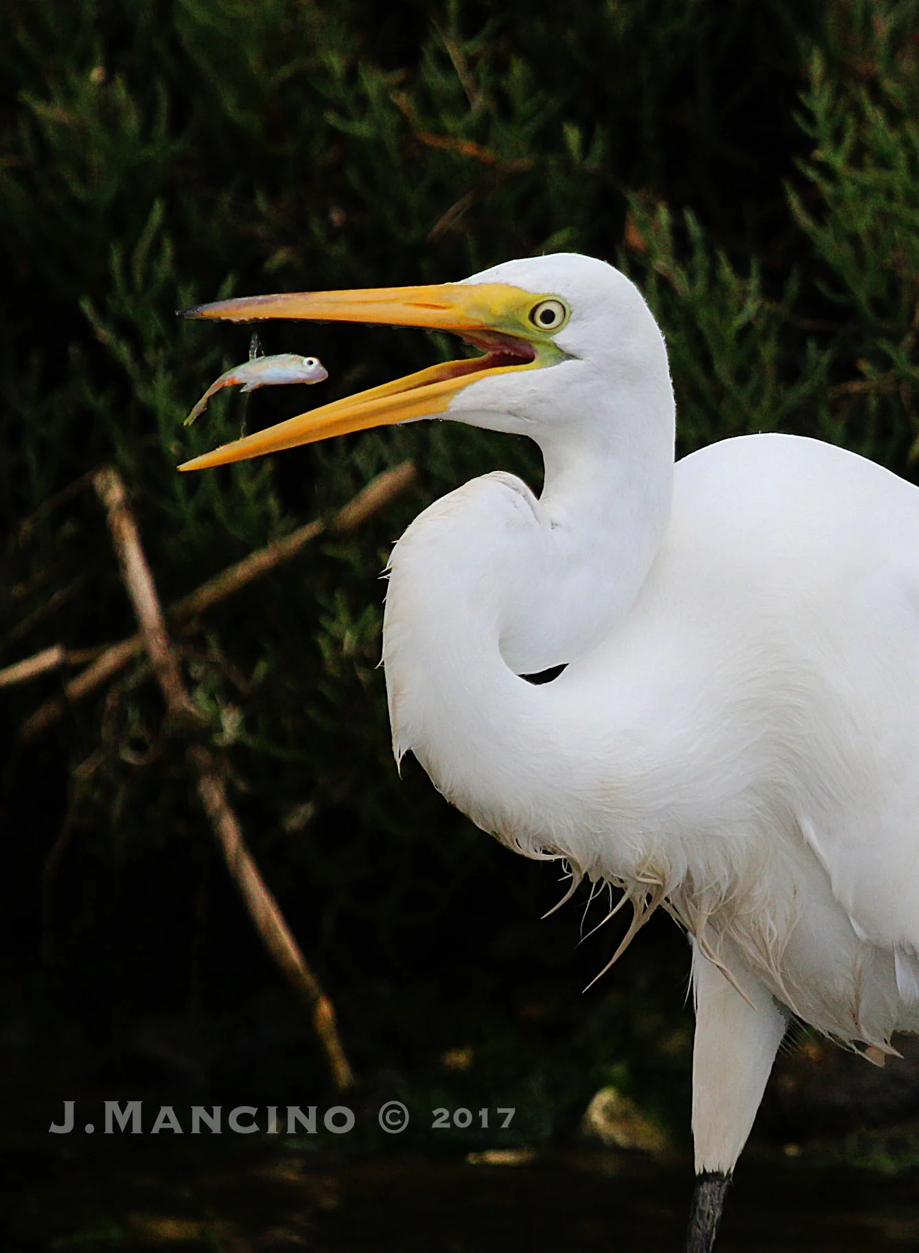 Just a little snack for this Great Egret. Down the hatch!