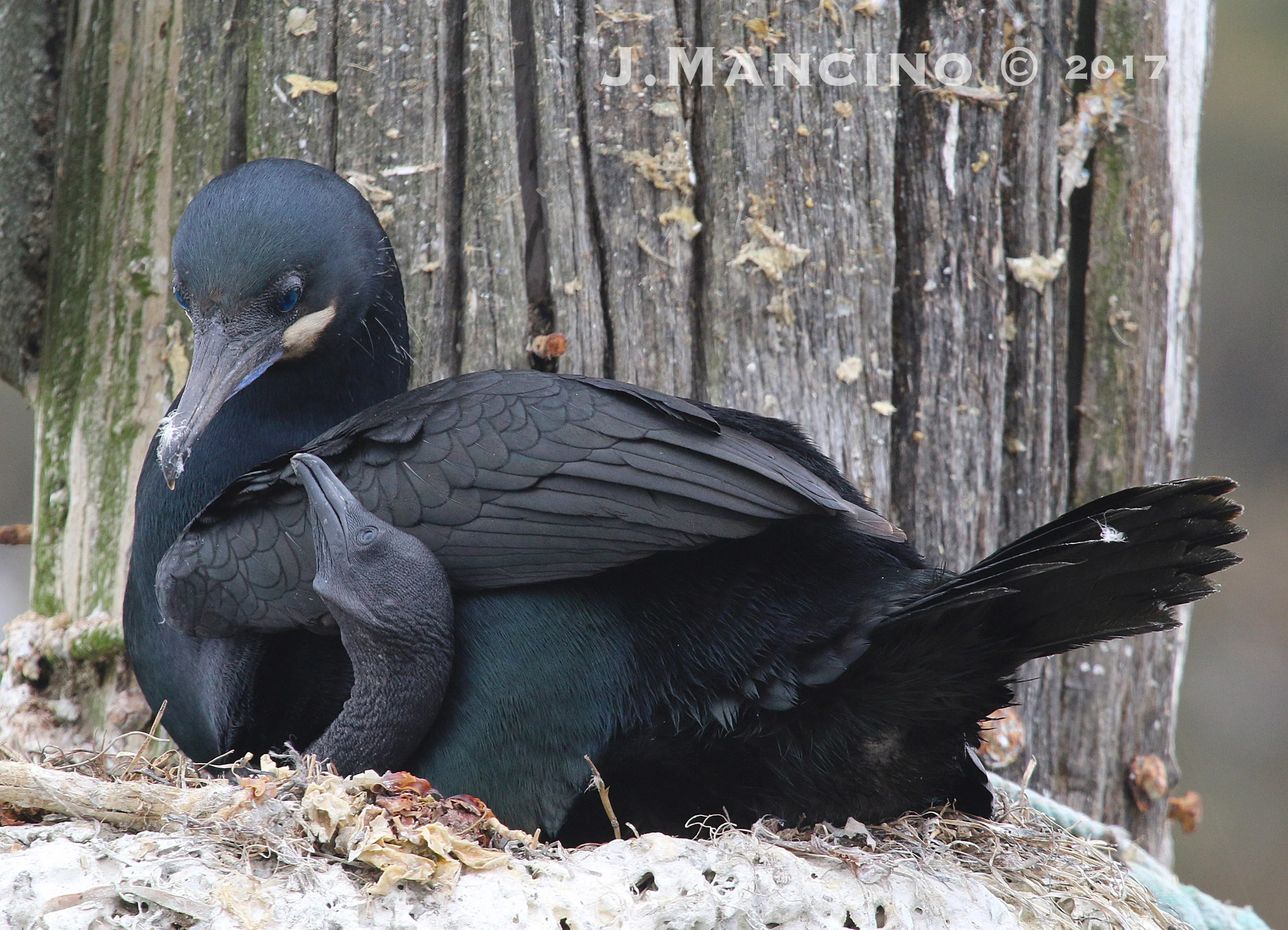 A Brandt's Cormorant with a newly hatched chick.