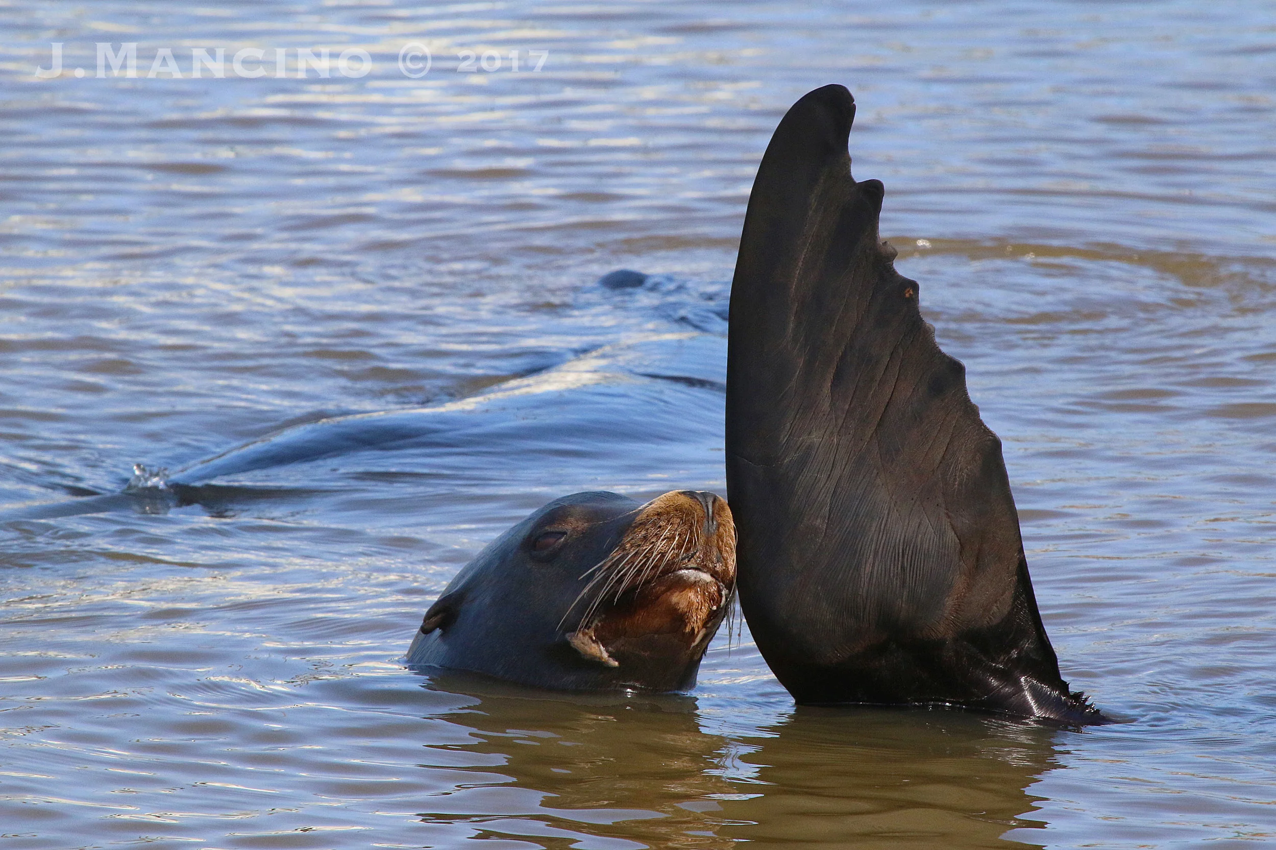 A California Sea Lion absorbing heat from the sun with his massive front flipper.