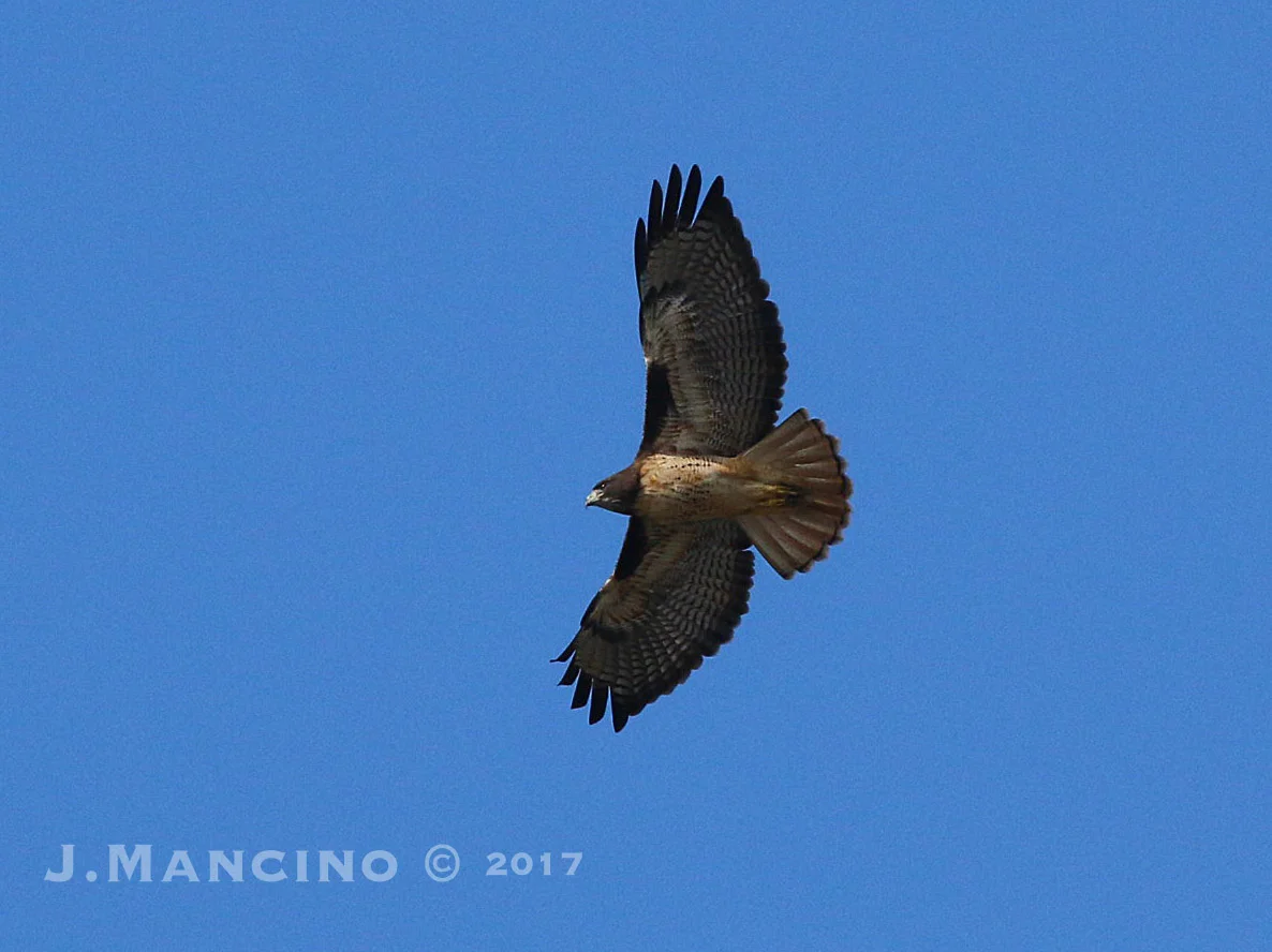 A Red Tailed Hawk circles above the marshland.