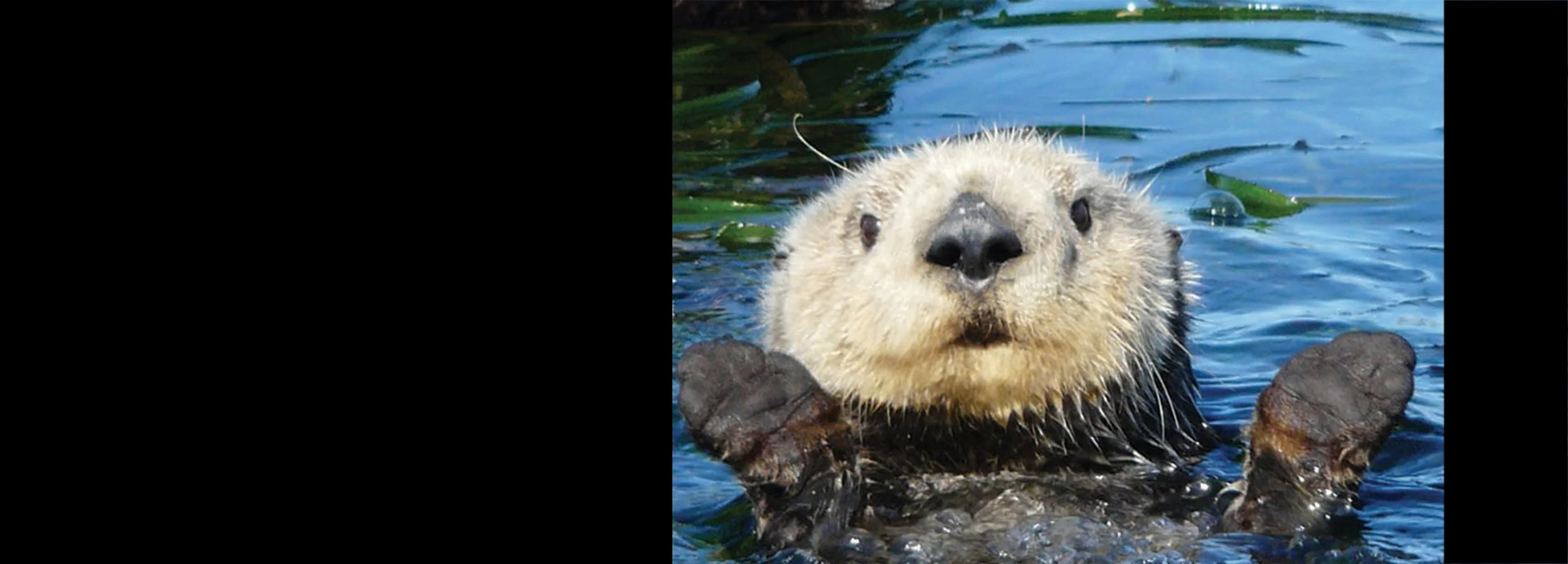 Sea Otter Focus Tours