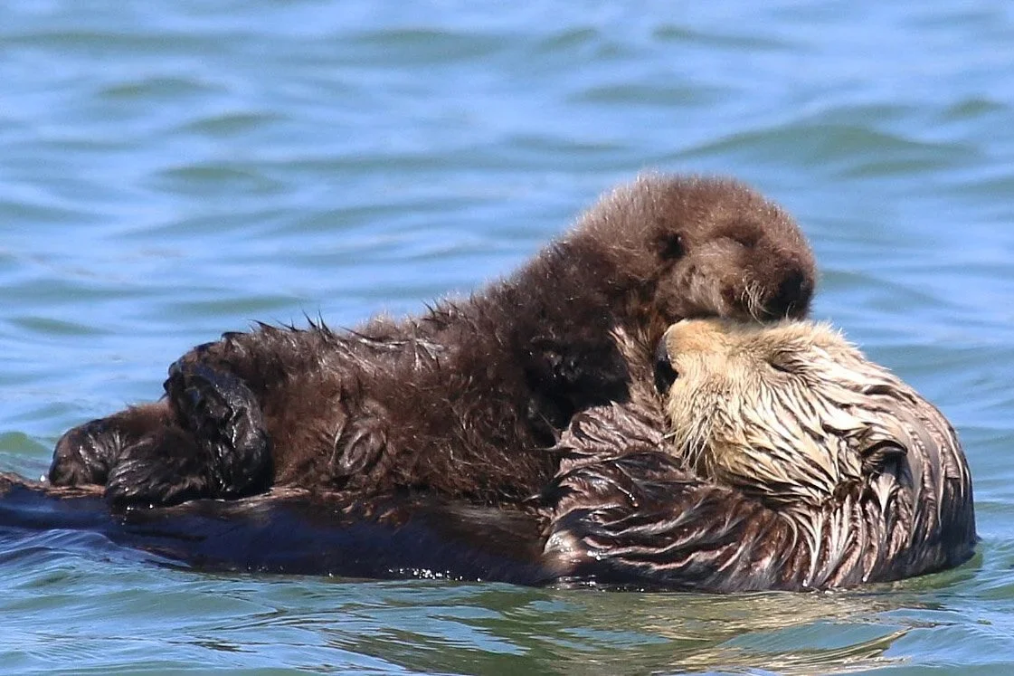 Otter mom and pup_IMG_3394_NWCrop_042419.jpg