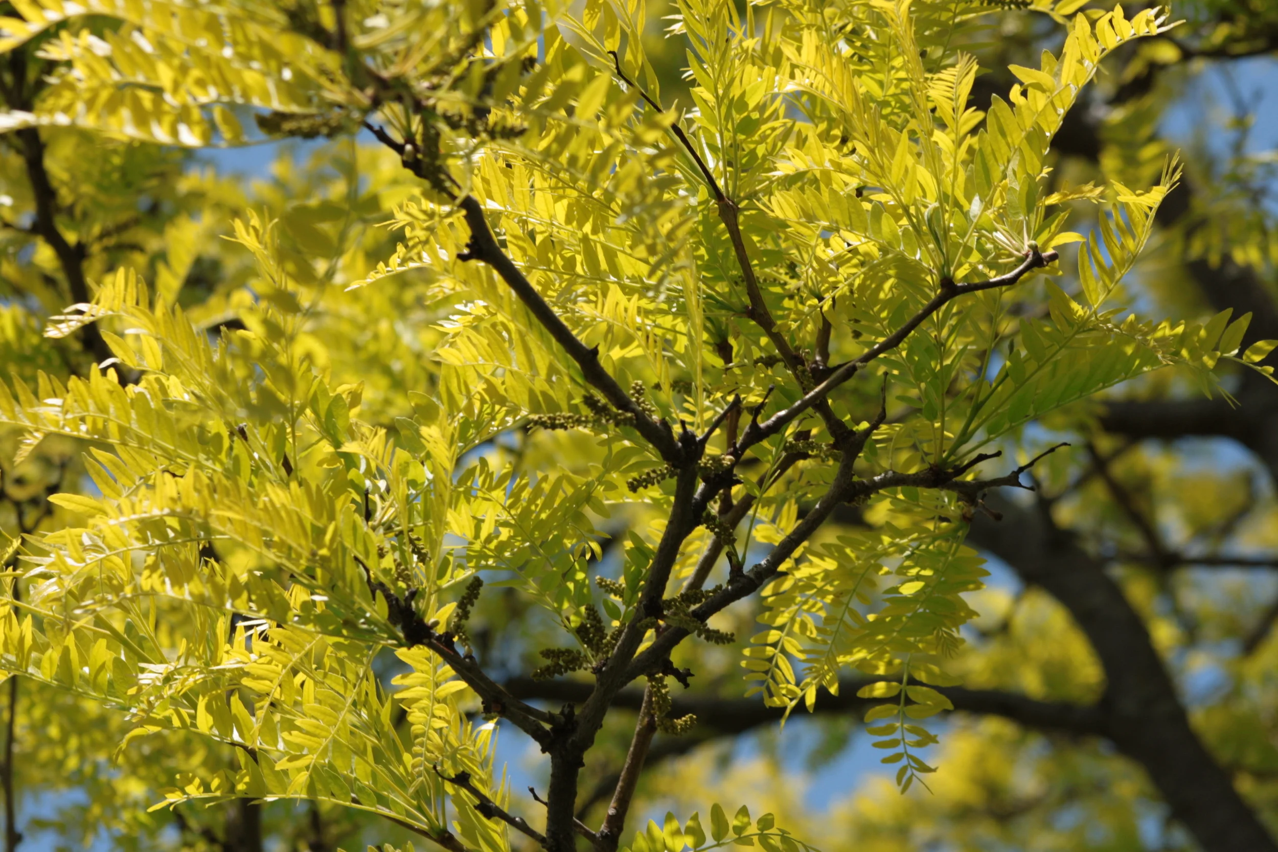Lake Katherine, 2016.