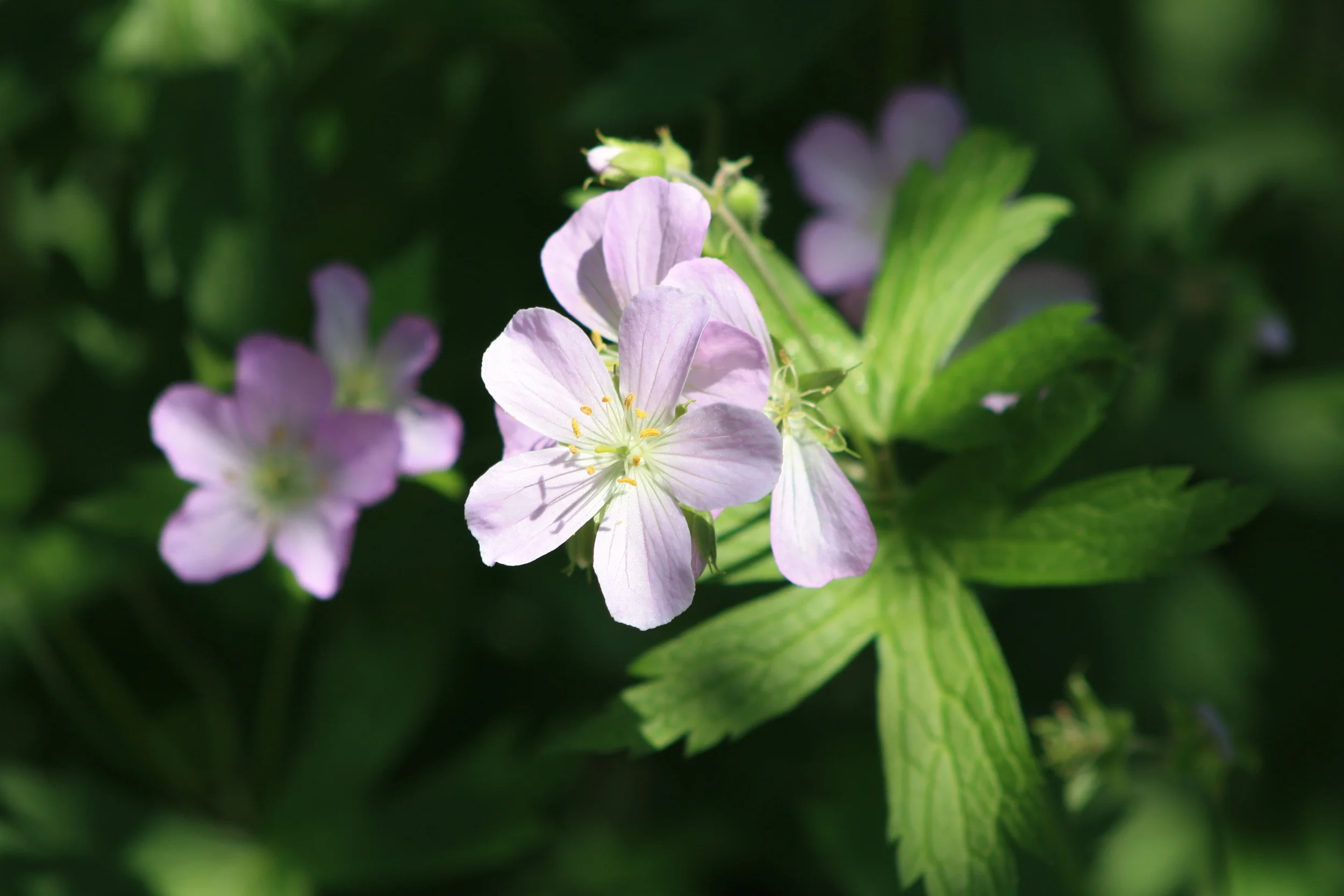 Lake Katherine, 2016.