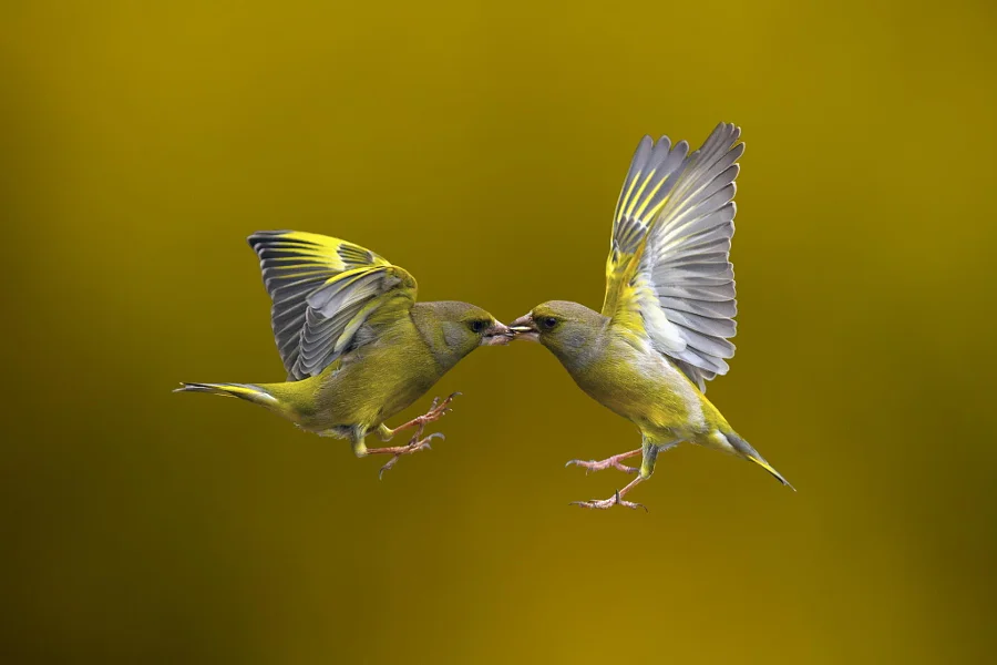 Stop Action Photography Examples
