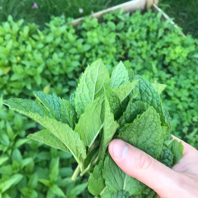Fresh mint from @kimcherrysings and @alex.melcher gardens #herbs