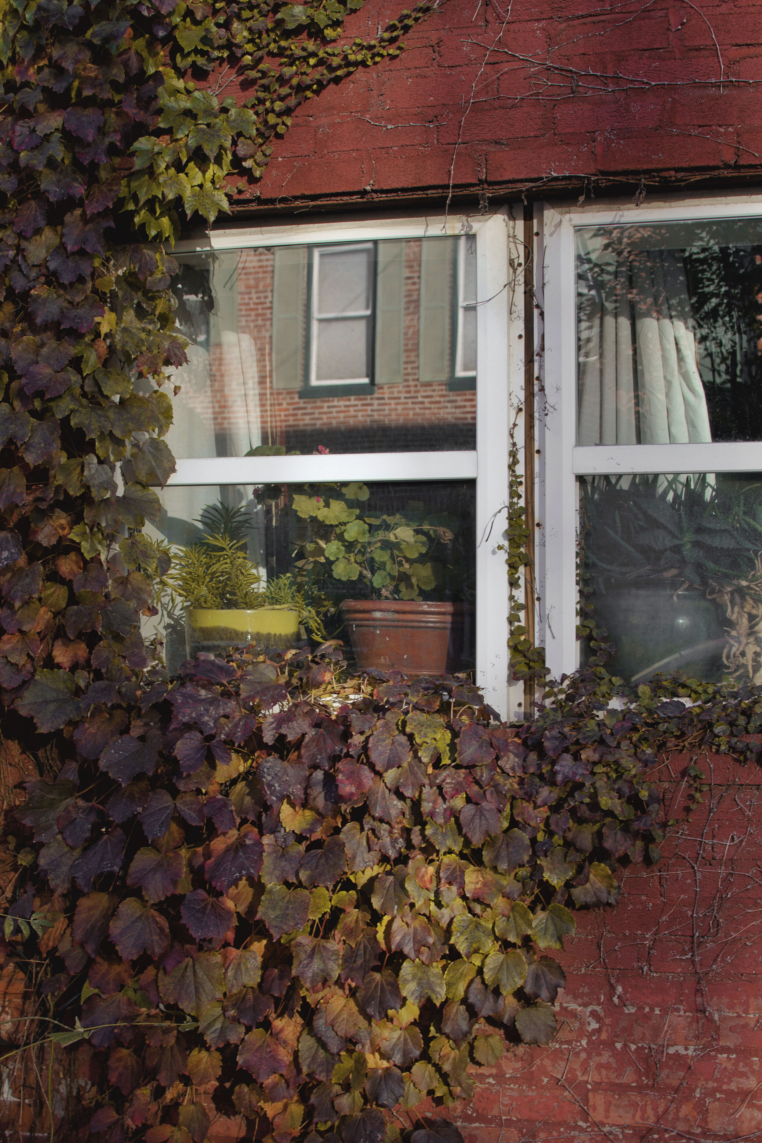 A Window with Plants, 2019