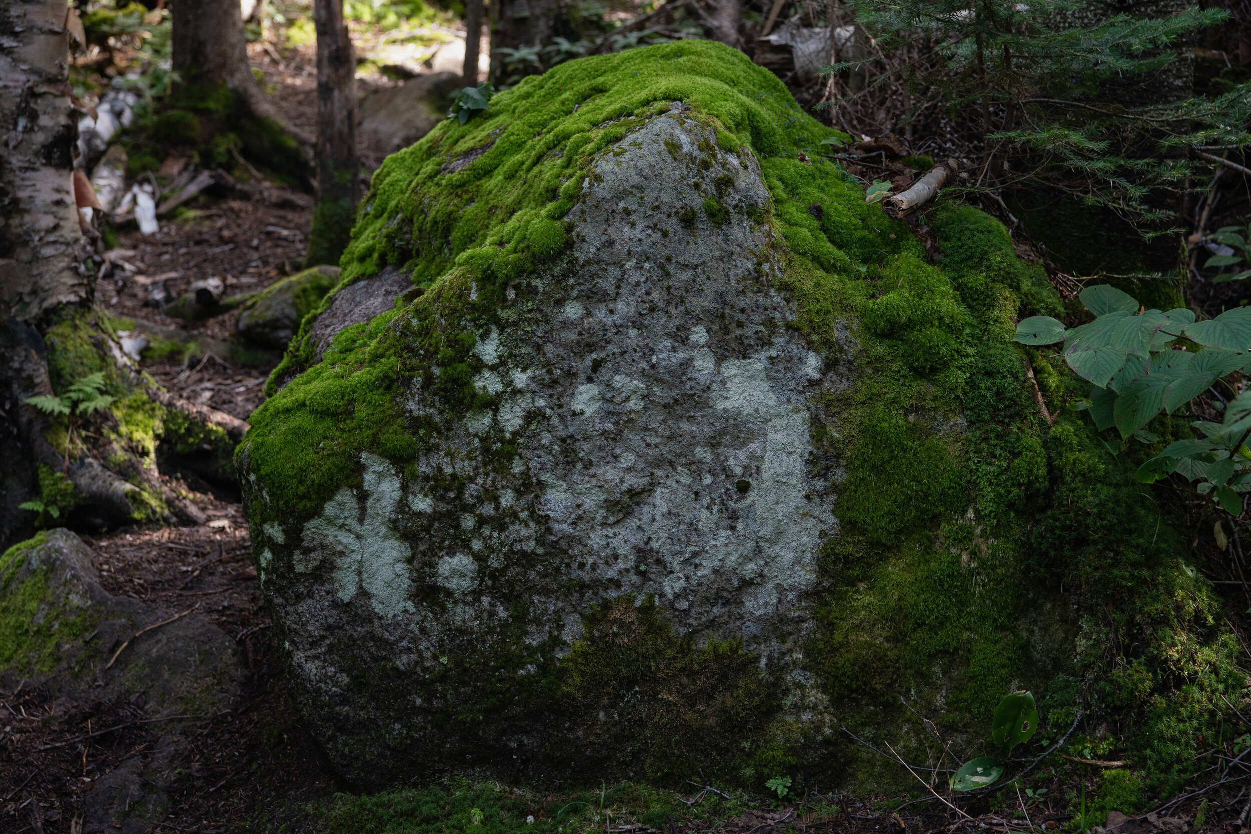 Rock covered by moss I - ADK Series, 2020
