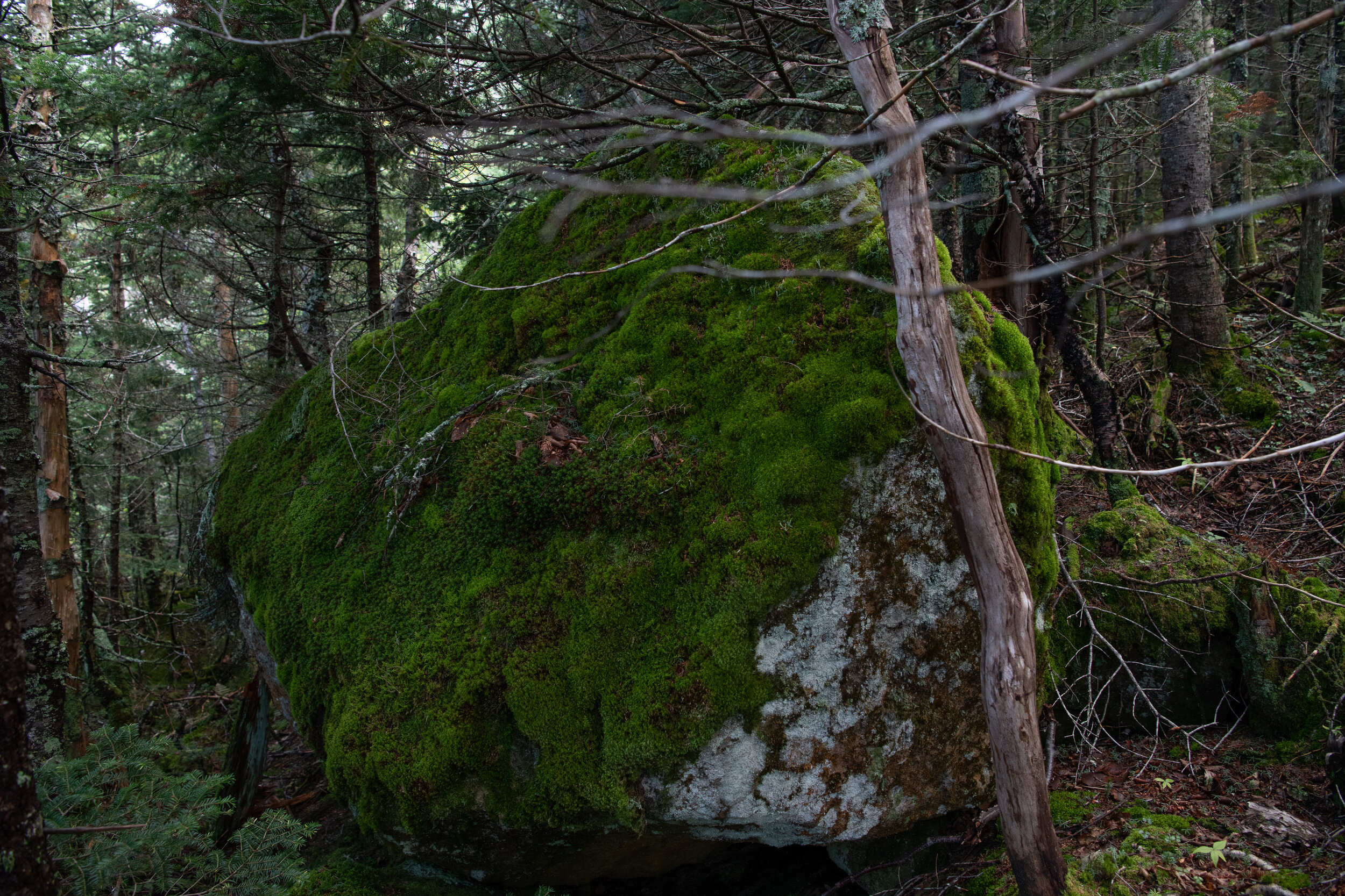 Rock covered by moss III - ADK Series, 2020