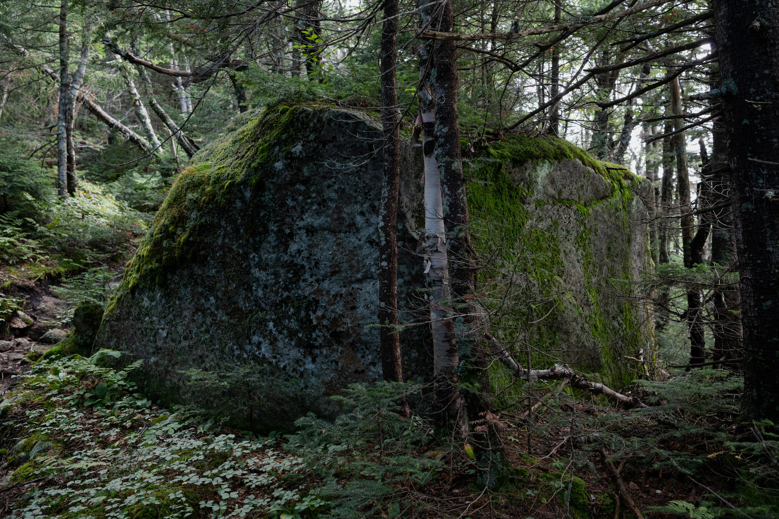 Rock covered by moss II - ADK Series, 2020