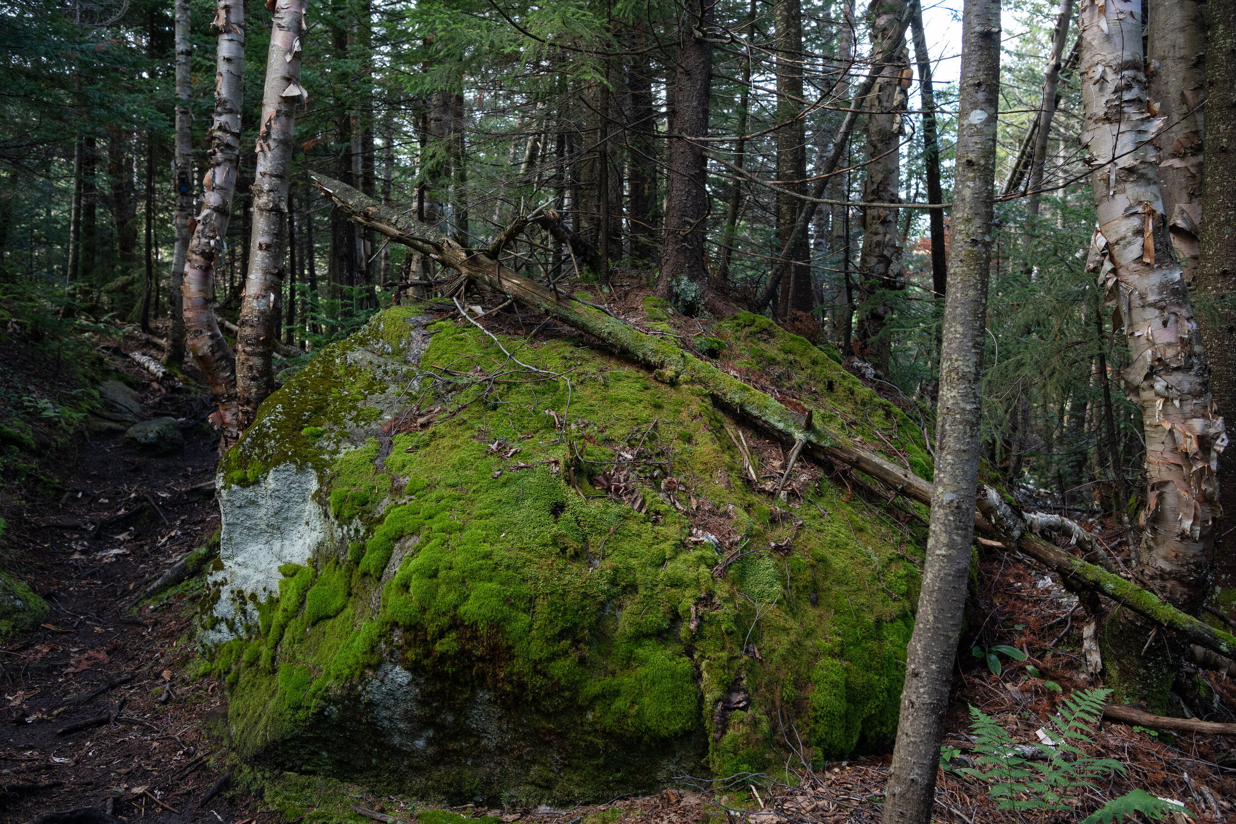 Rock covered by moss IV - ADK Series, 2020