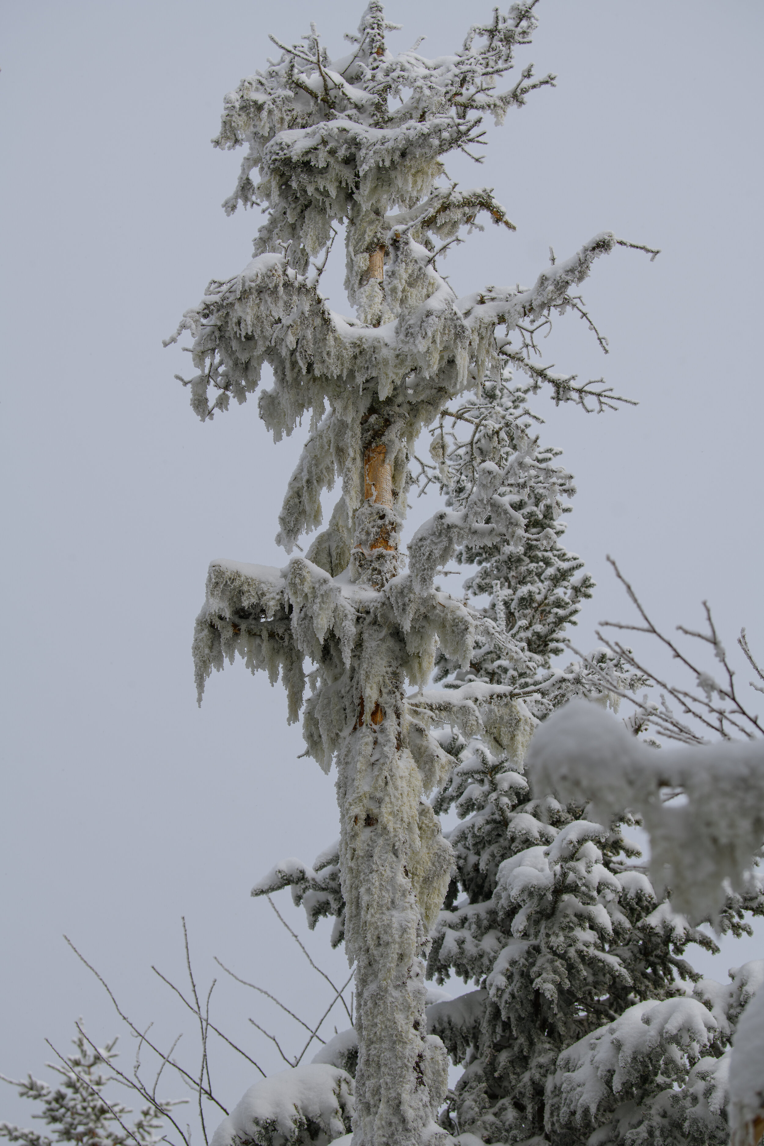 Tree I - ADK Winter Series, 2021