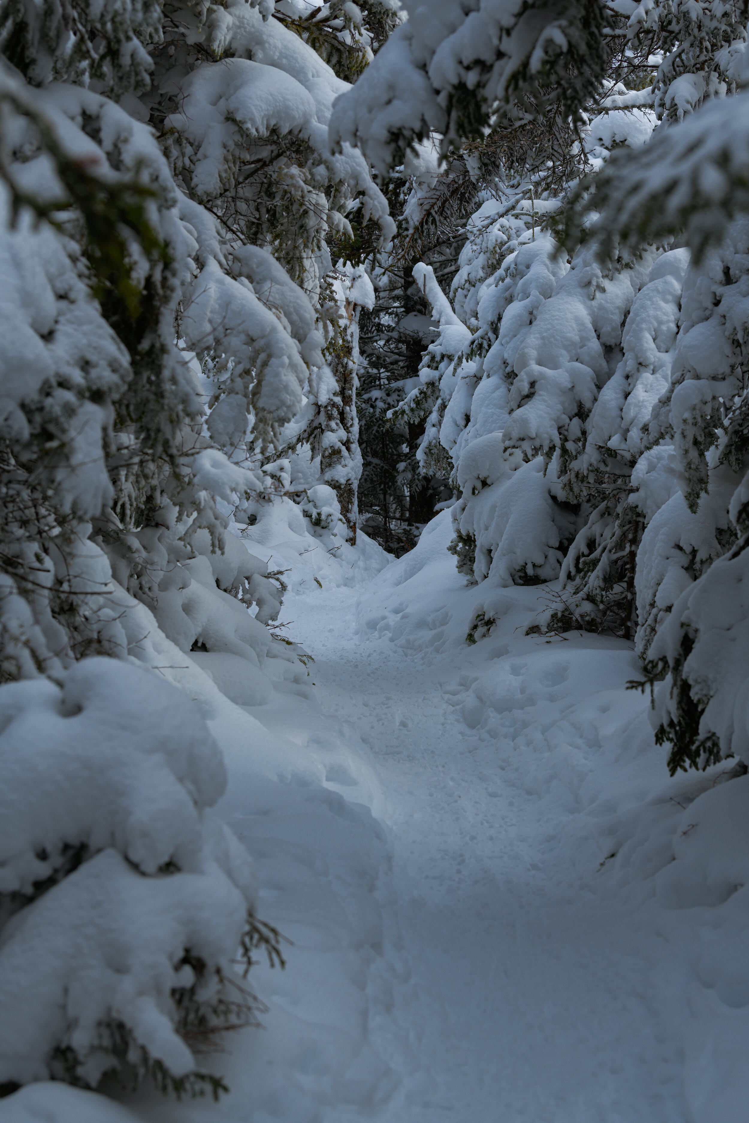 Snow Path - ADK Winter Series, 2021
