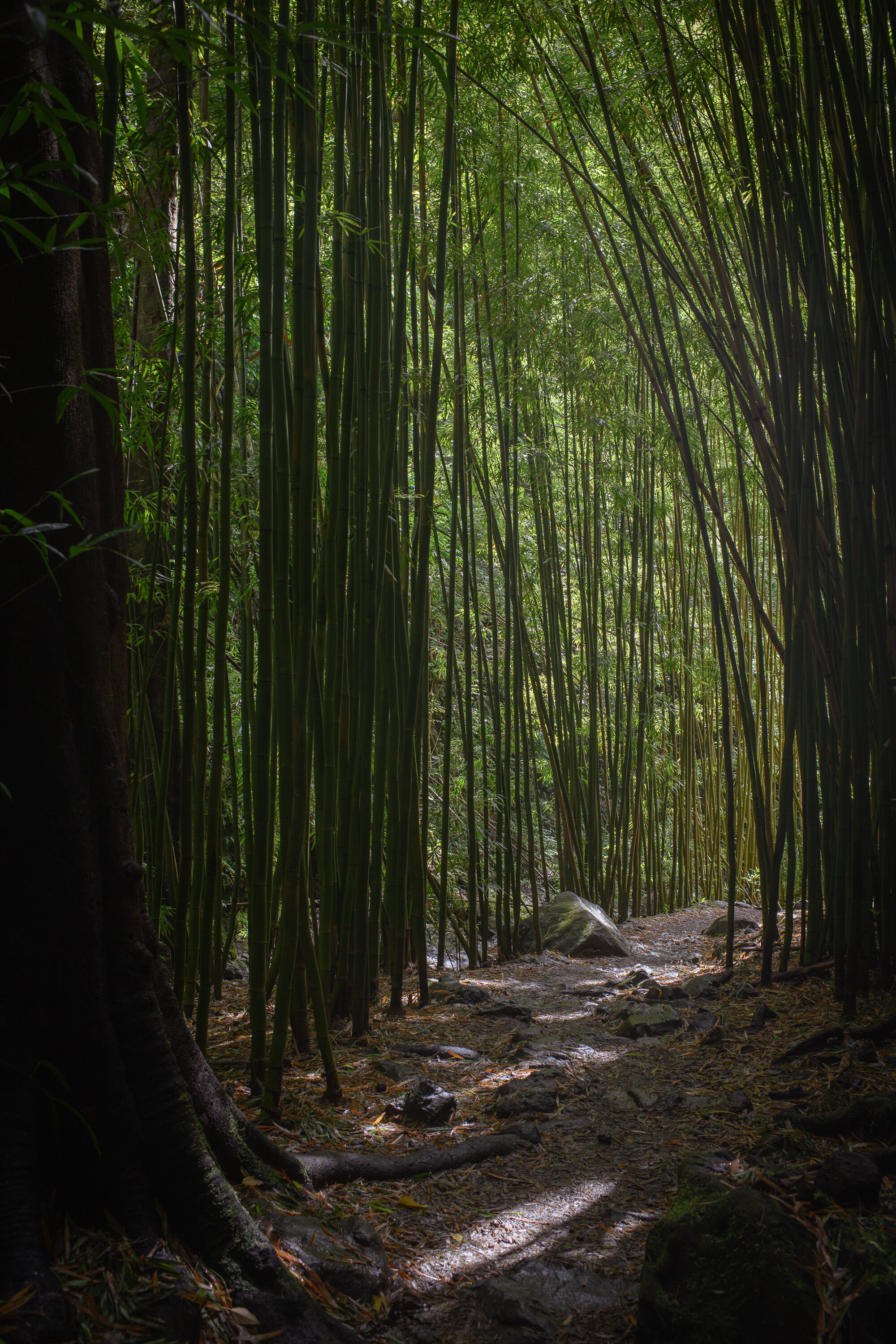 Bamboo Forest Vertical - Road to Hana series, 2021