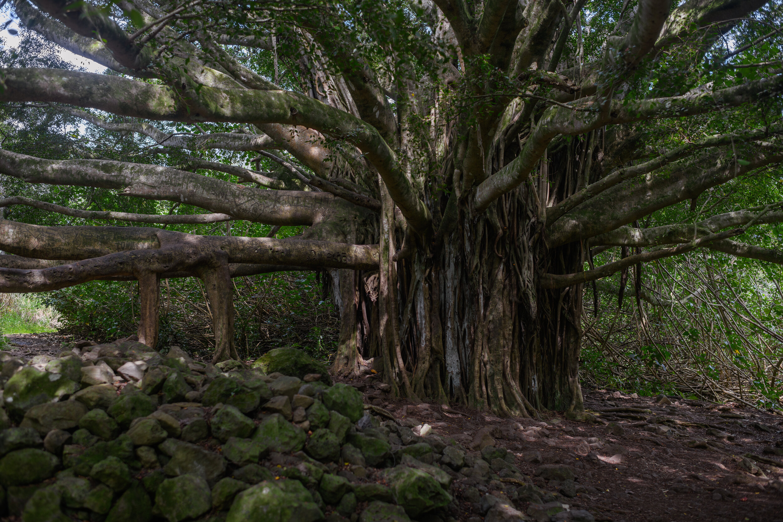 Banyan Tree - Road to Hana series, 2021