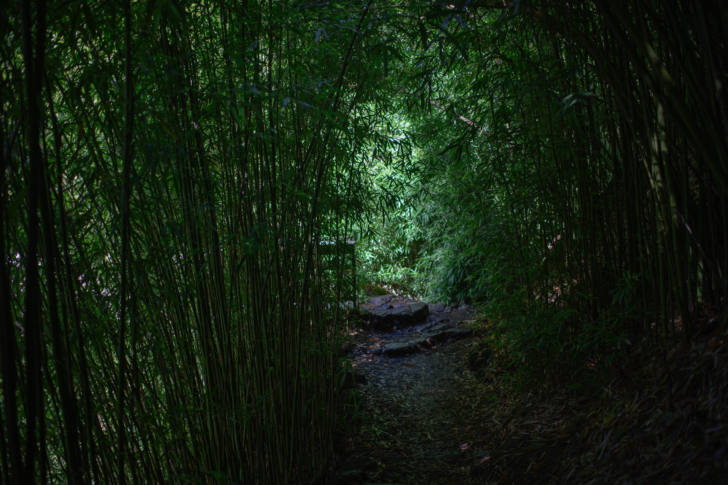 Bamboo Forest Horizontal - Road to Hana series, 2021