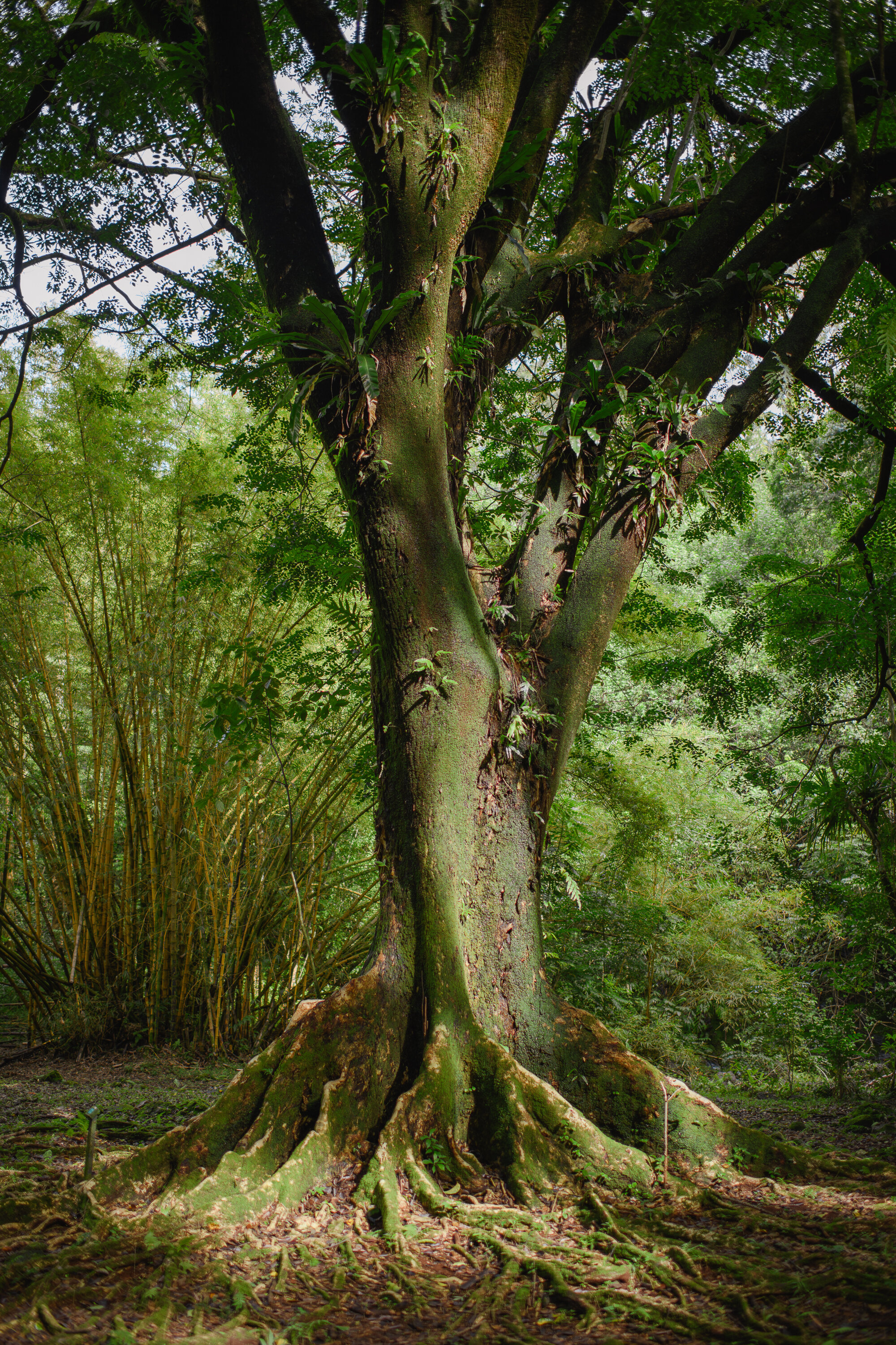 Ficus Tree at Ke'anae Arboretum - Road to Hana series, 2021