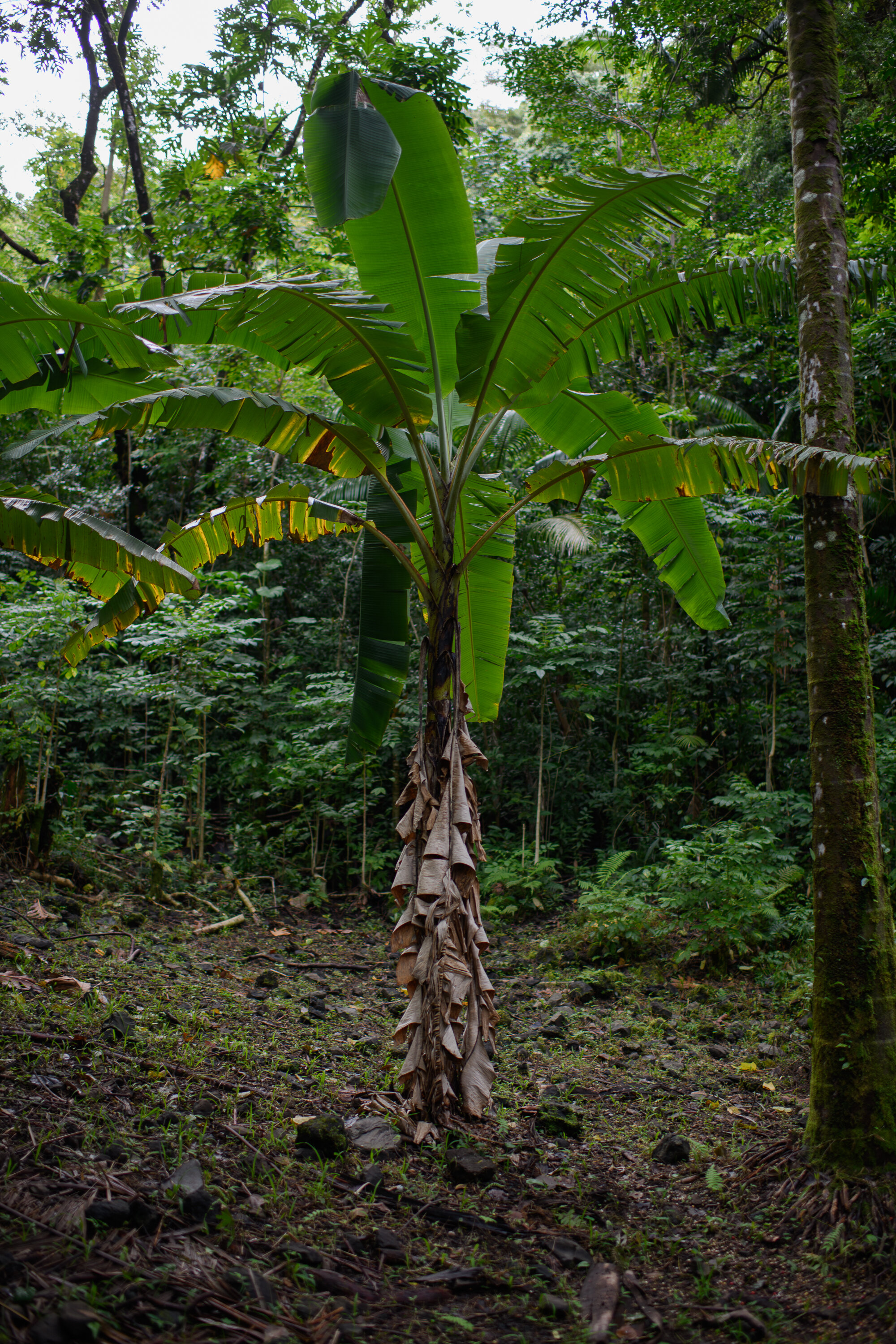 Banana Tree at Ke'anae Arboretum - Road to Hana series, 2021