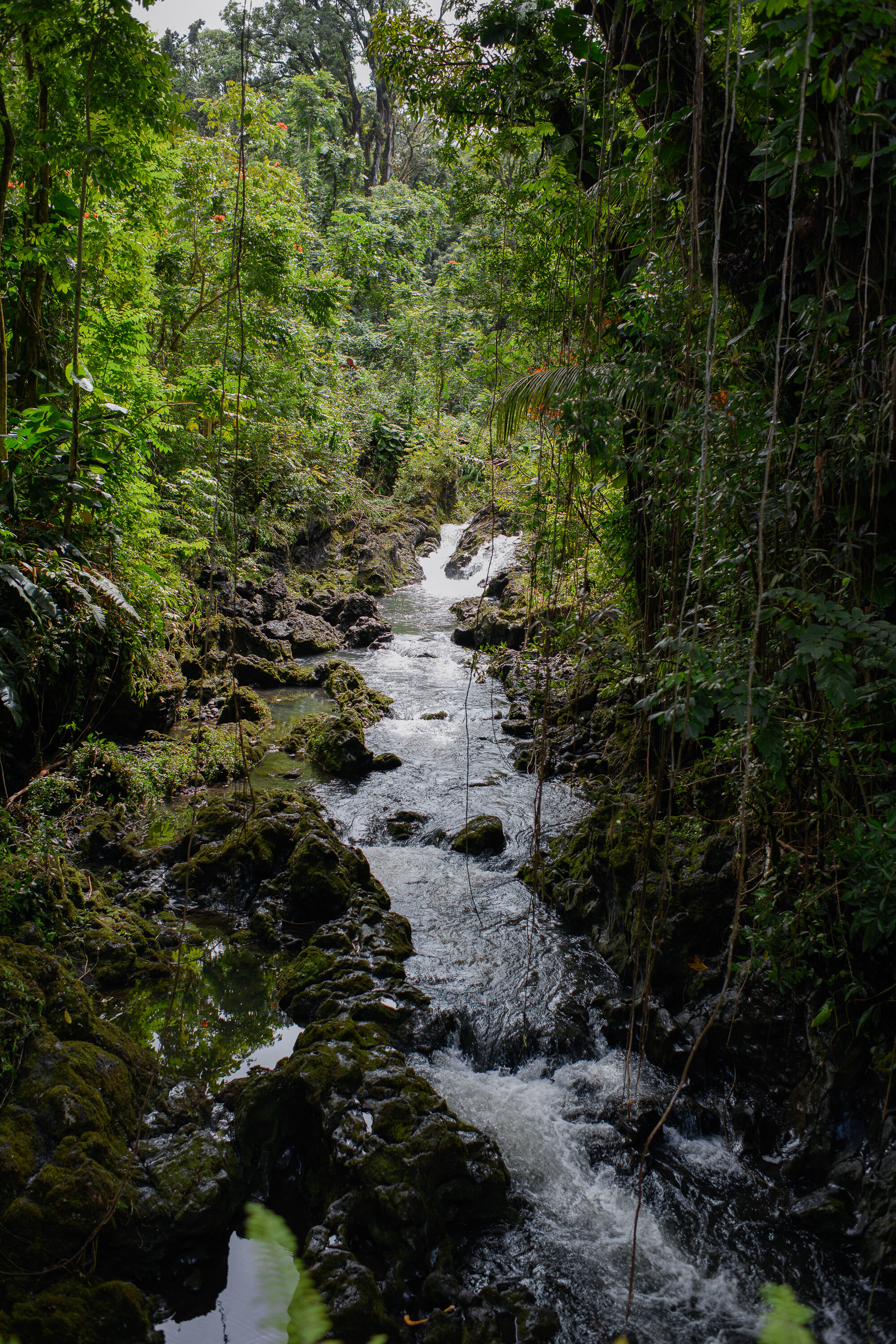 Jungle Creek - Road to Hana series, 2021