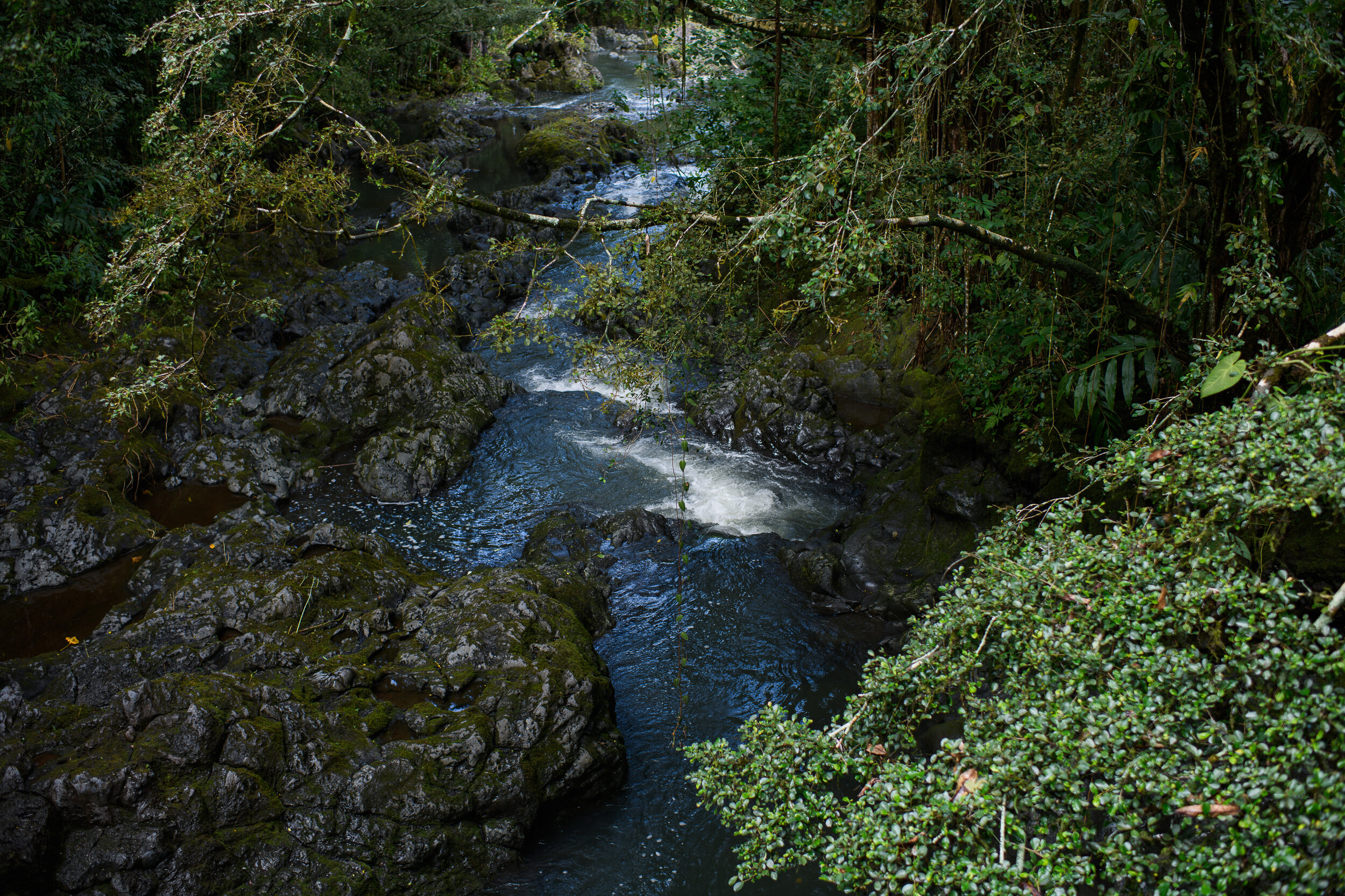 Jungle Creek II - Road to Hana series, 2021