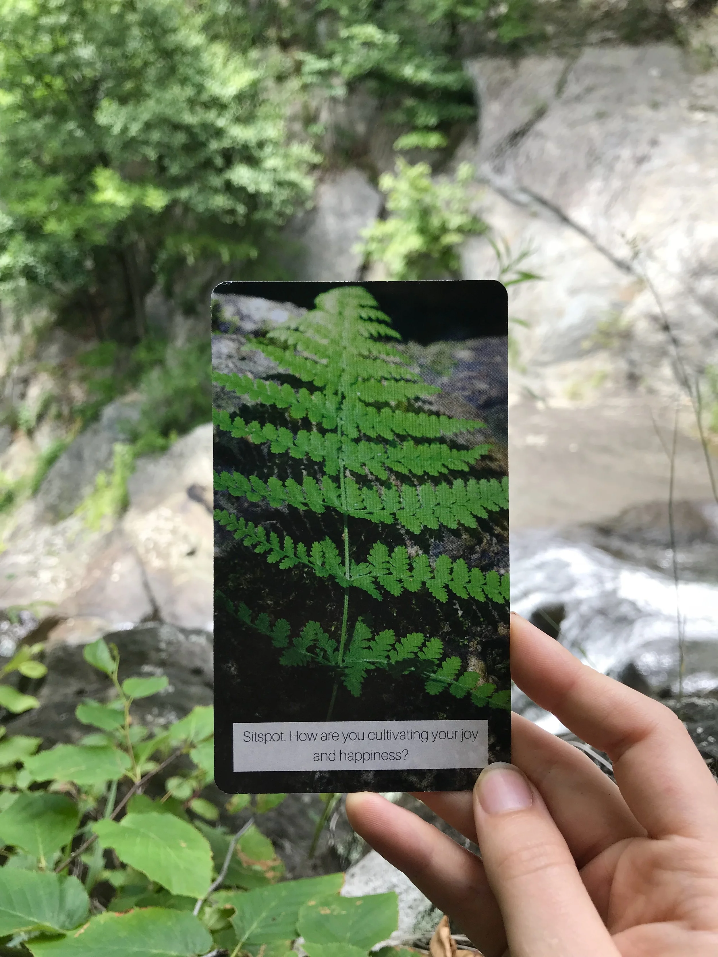 Forest Bathing Invitation Cards — Annabel O'Neill