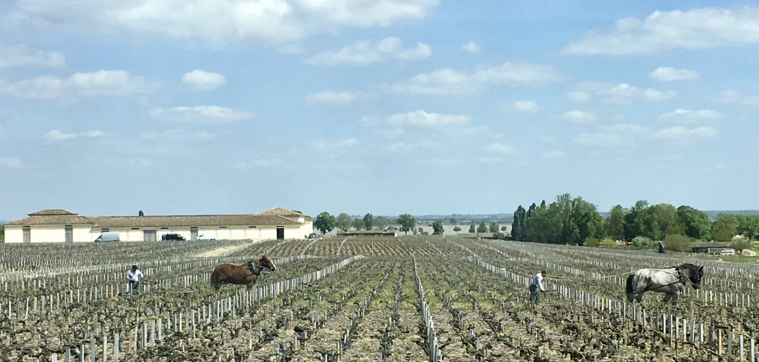 Chateau Latour, the famed first-growth chateau made a commitment in 2008 to farm all of its 230 acres biodynamically. As you can see above, the chateau uses horses (not tractors) to plow its vineyards.